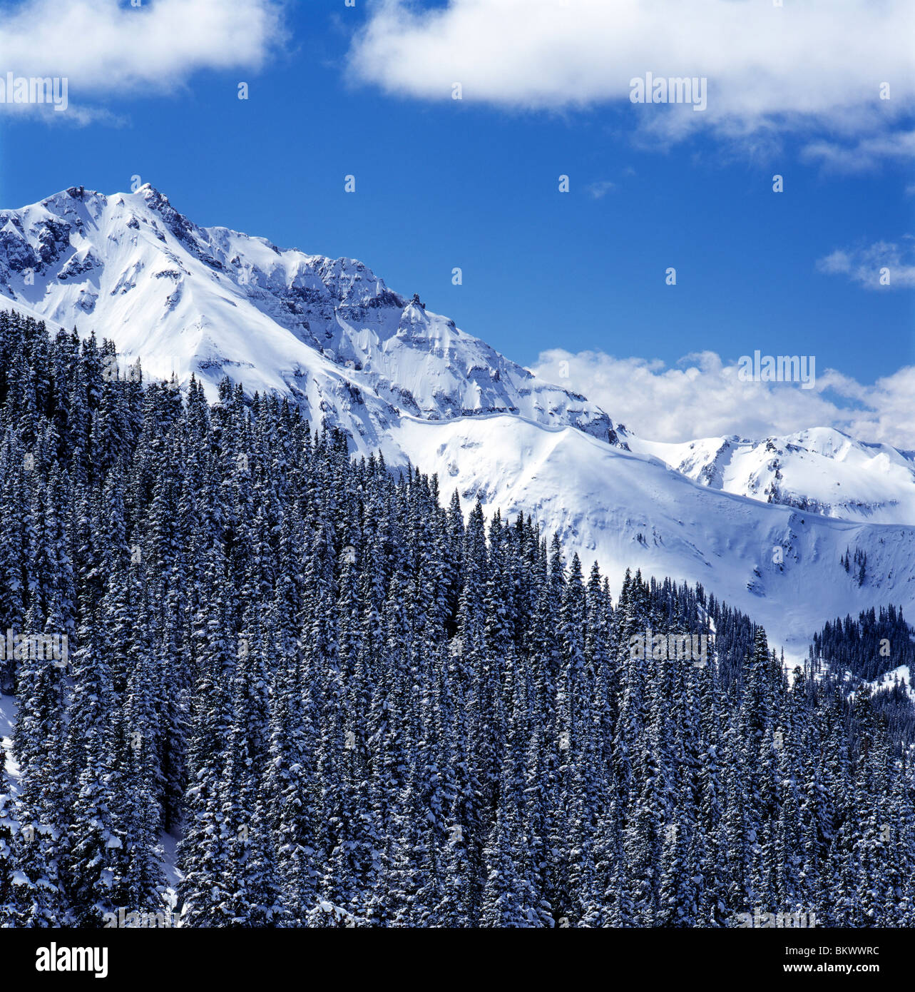 Snow covered evergreen trees and San Juan Mountains near Telluride, Colorado, USA Stock Photo