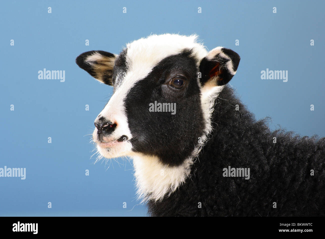 lamb portrait cut out Stock Photo - Alamy