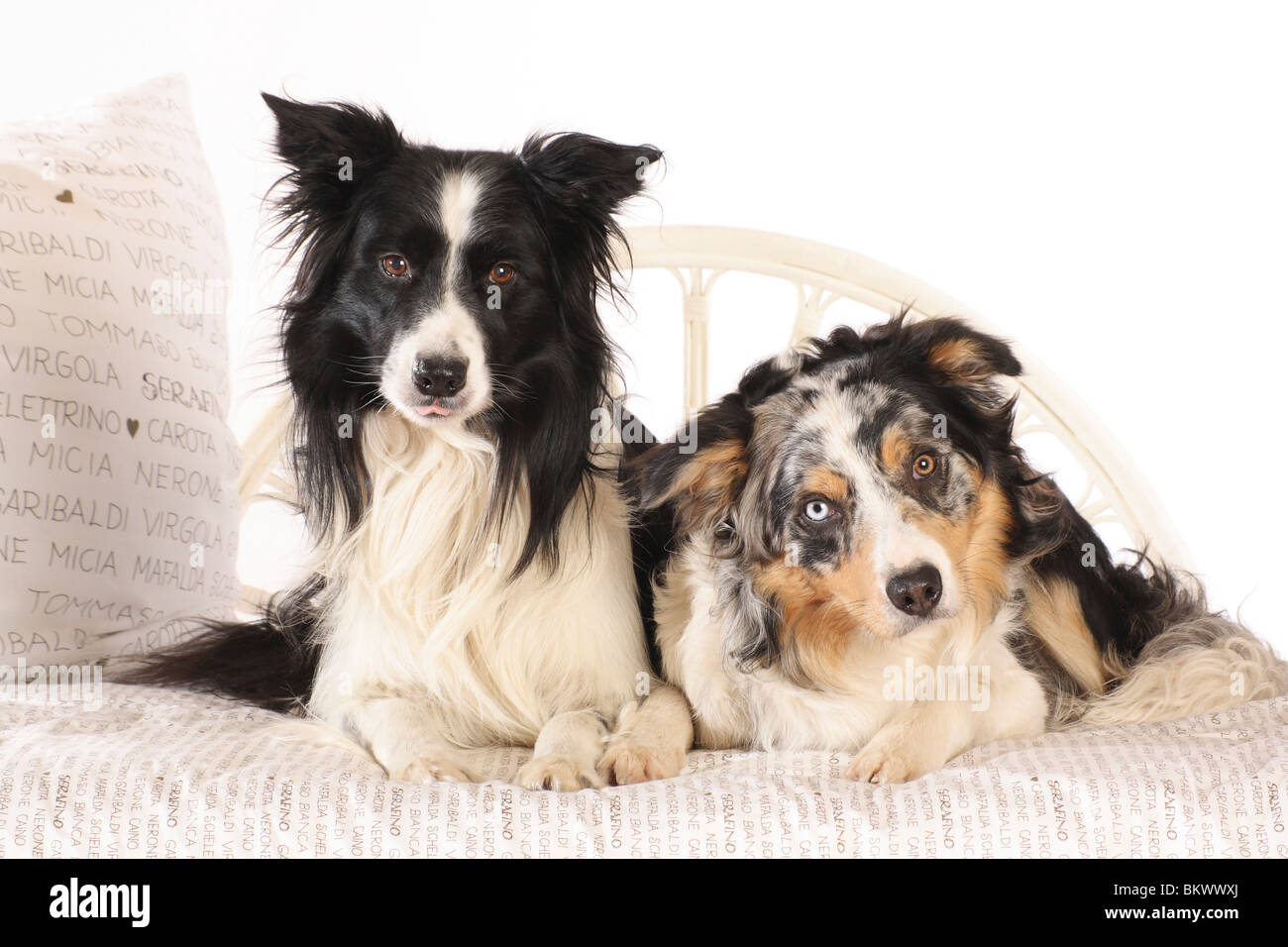 two Border Collie dogs lying bed Stock Photo Alamy
