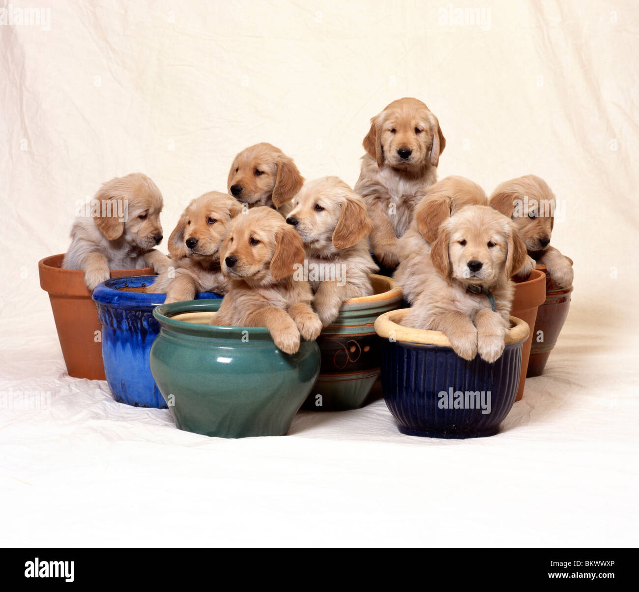 Golden Retriever puppies sitting in plant pots. Stock Photo