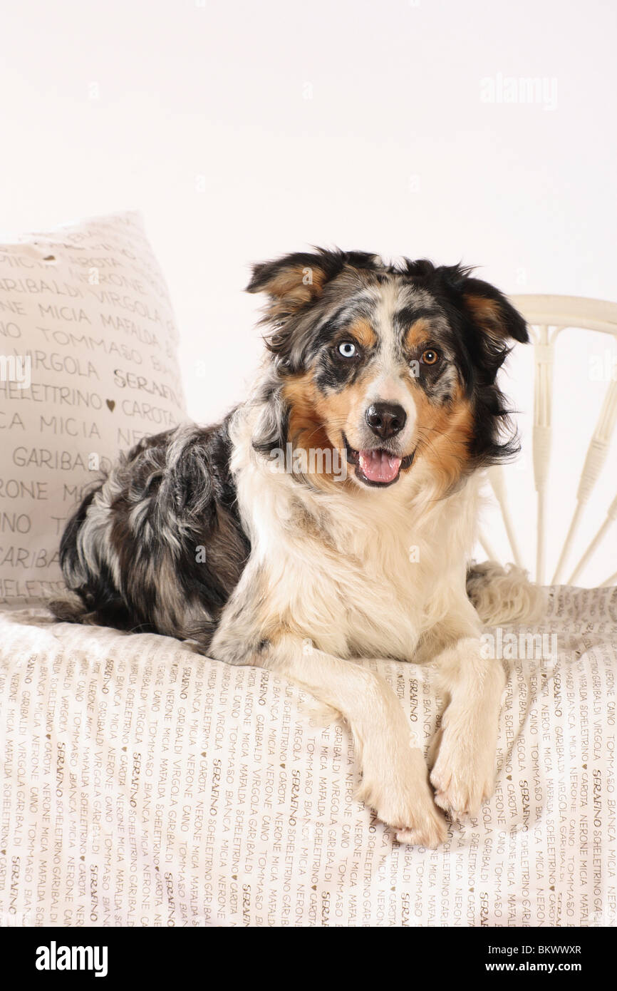 Border Collie dog lying bed Stock Photo Alamy