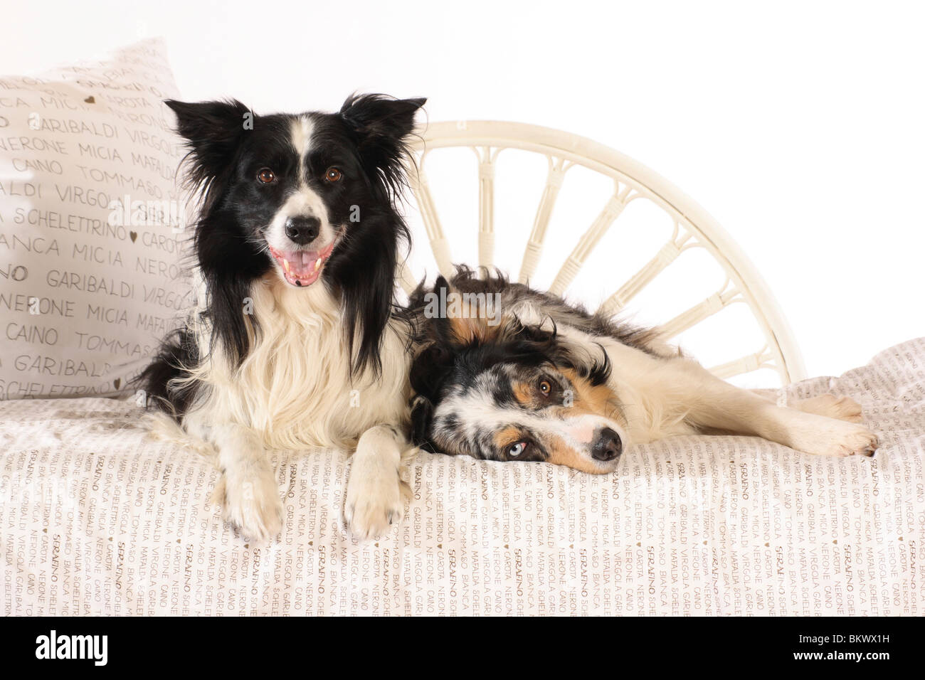 two Border Collie dogs lying bed Stock Photo Alamy