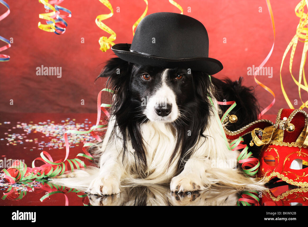Border collie cheap hat