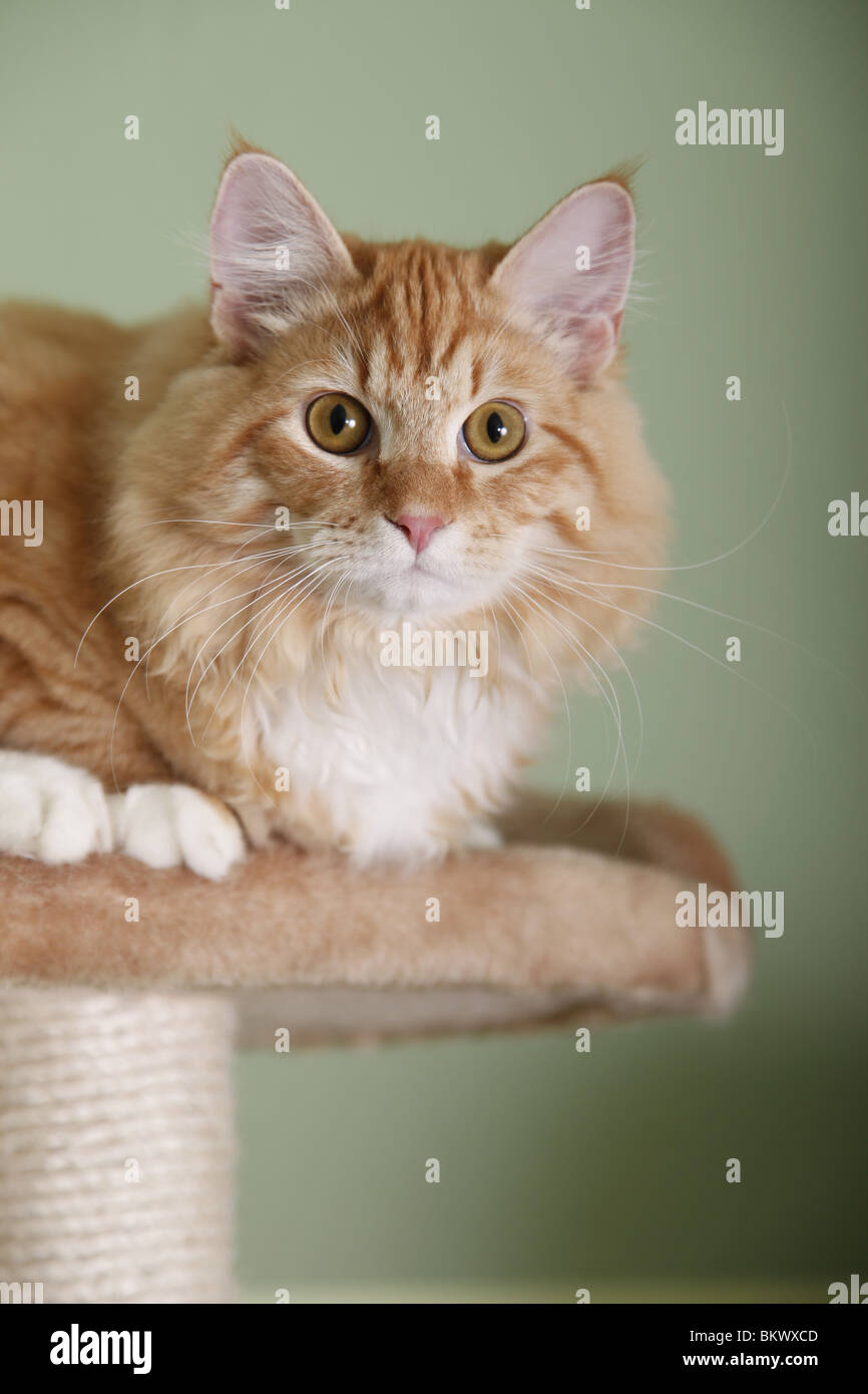 junger Sibirischer Kater / young Siberian tomcat Stock Photo