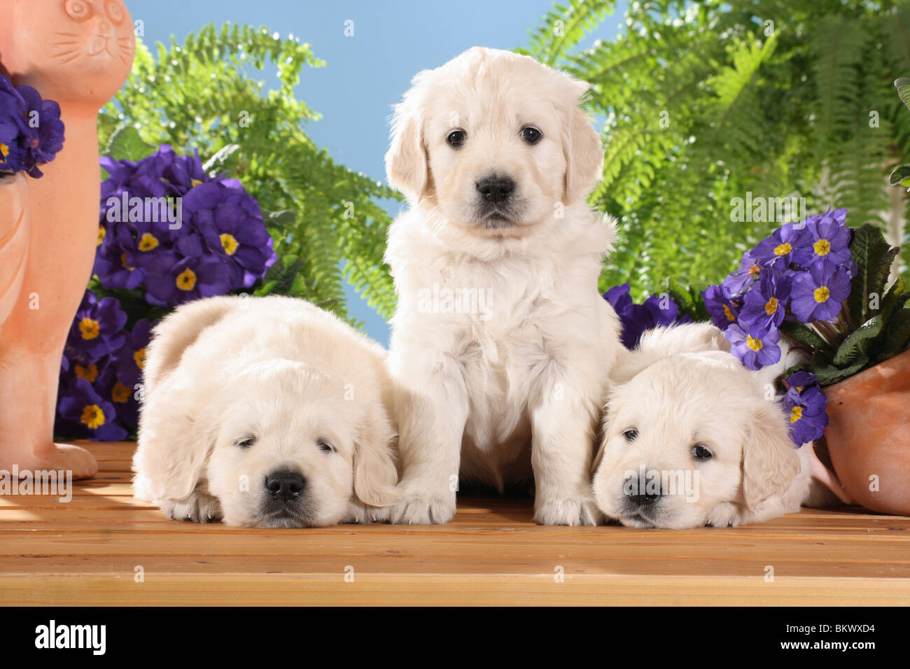 Golden Retriever dog three puppies flowers Stock Photo