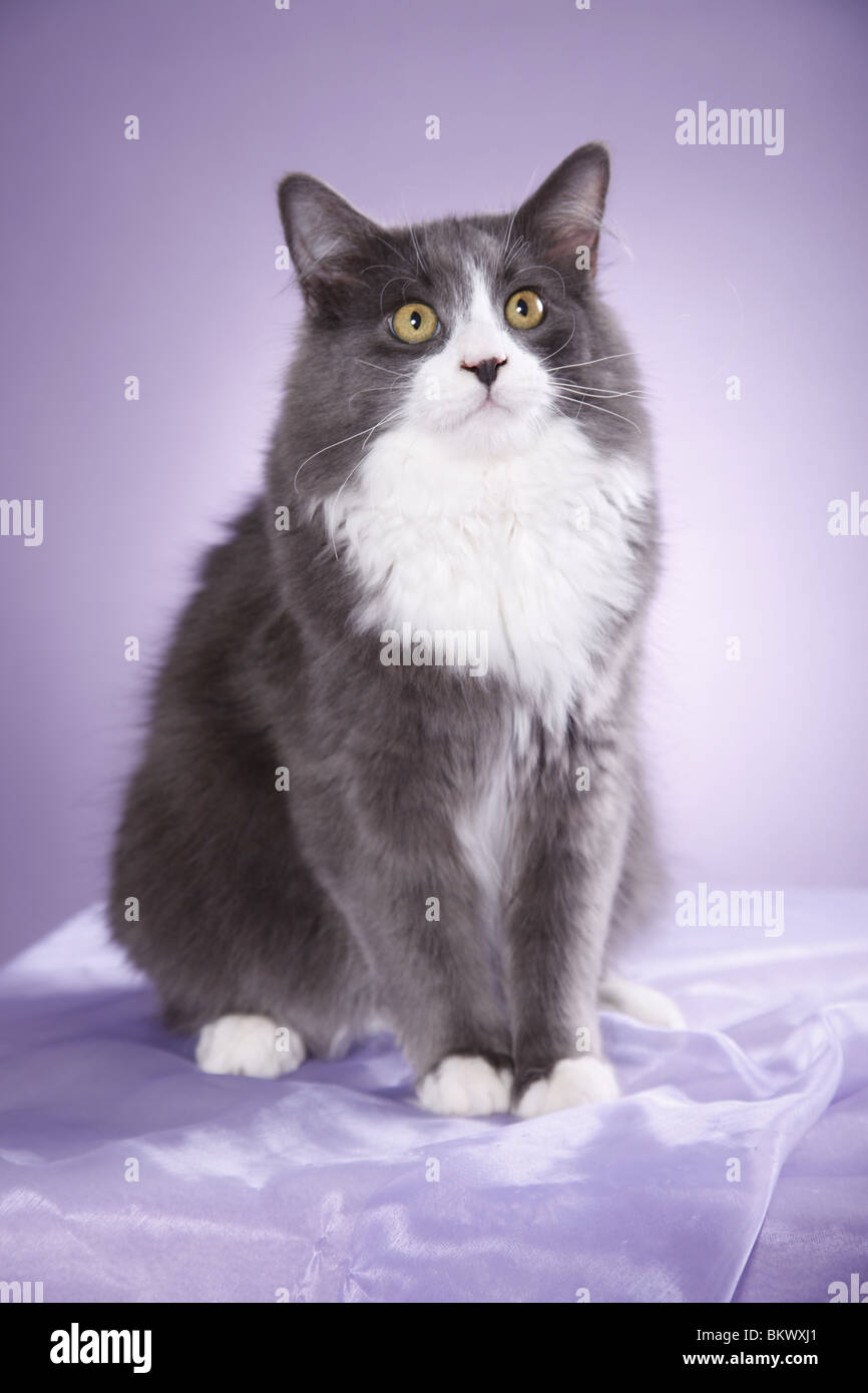 Striped Grey And White Cat In The Doorway Stock Photo, Picture and Royalty  Free Image. Image 16104583.