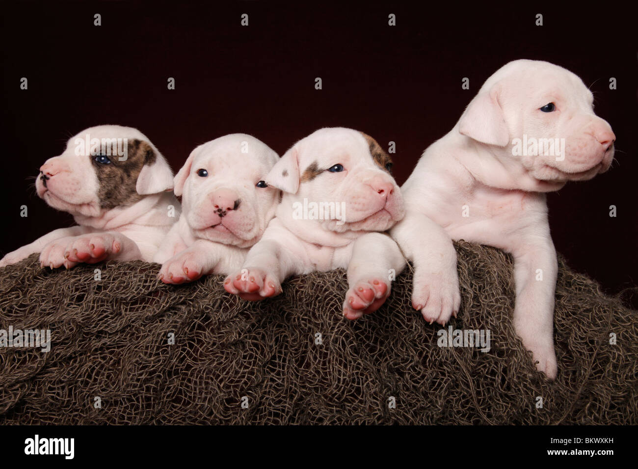 Amerikanische Bulldoggen Welpen / American Bulldog Puppies Stock Photo