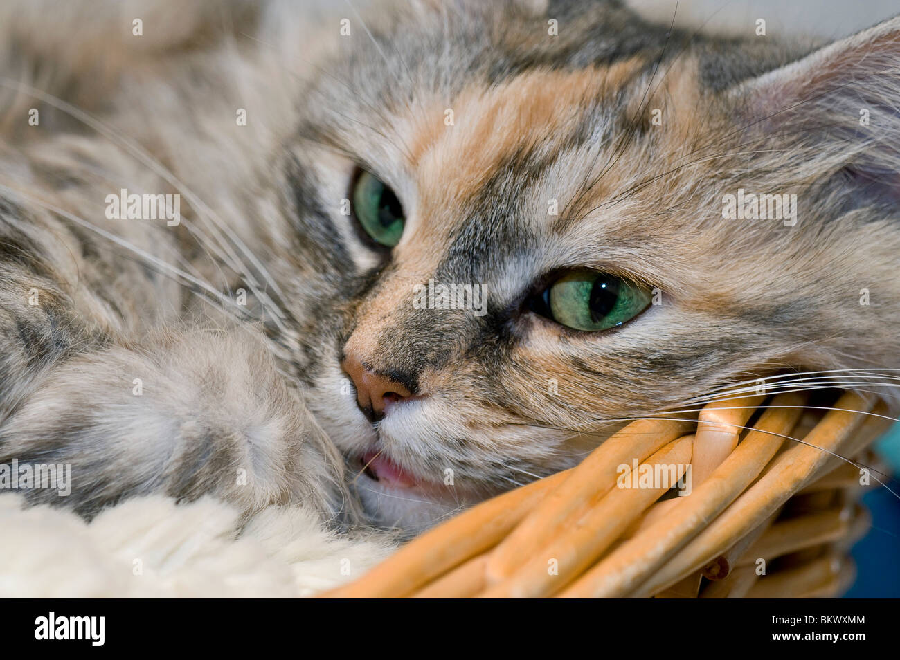 Maine Coon cat lying basket Stock Photo Alamy