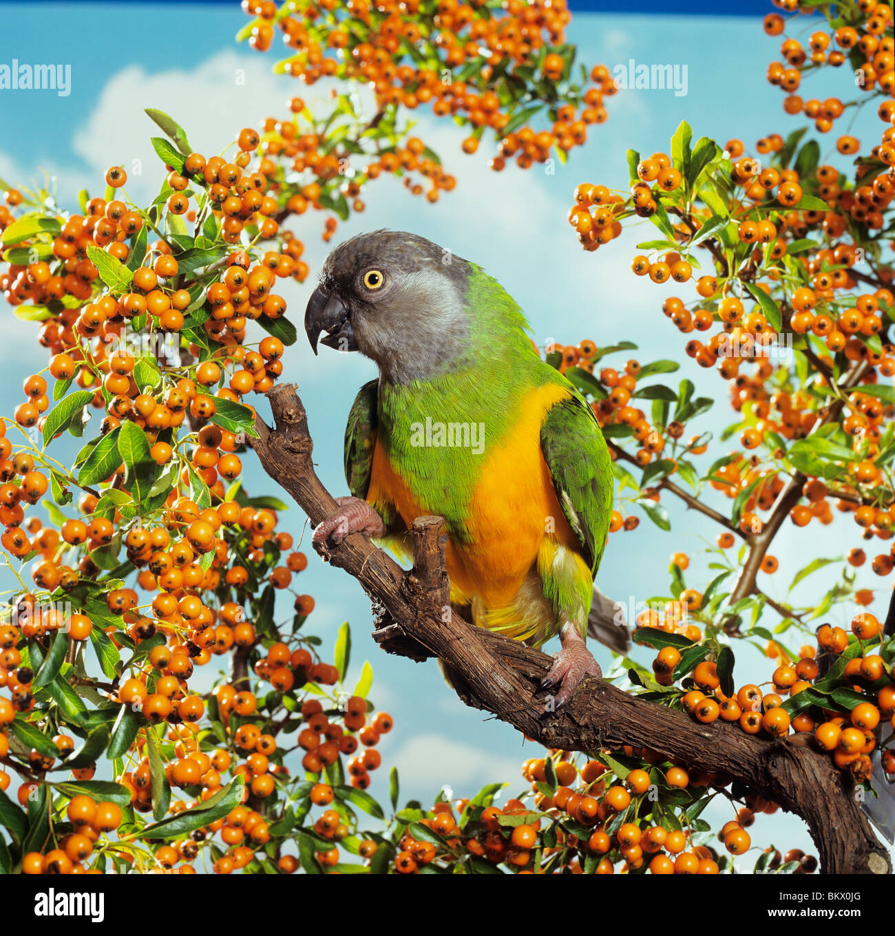 Senegal Parrot branch / Poicephalus senegalus Stock Photo