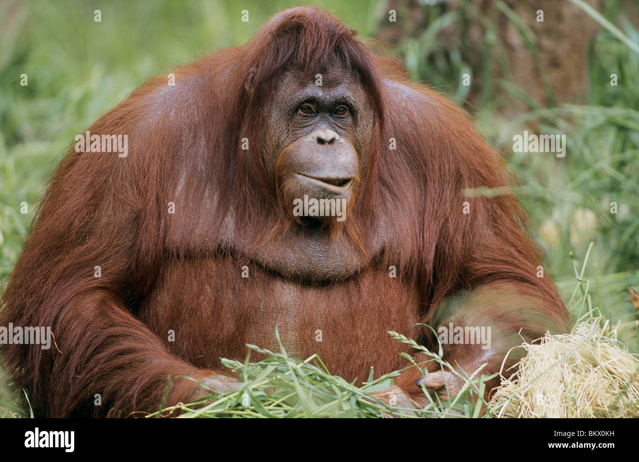 Orangutan sitting / Pongo Stock Photo - Alamy