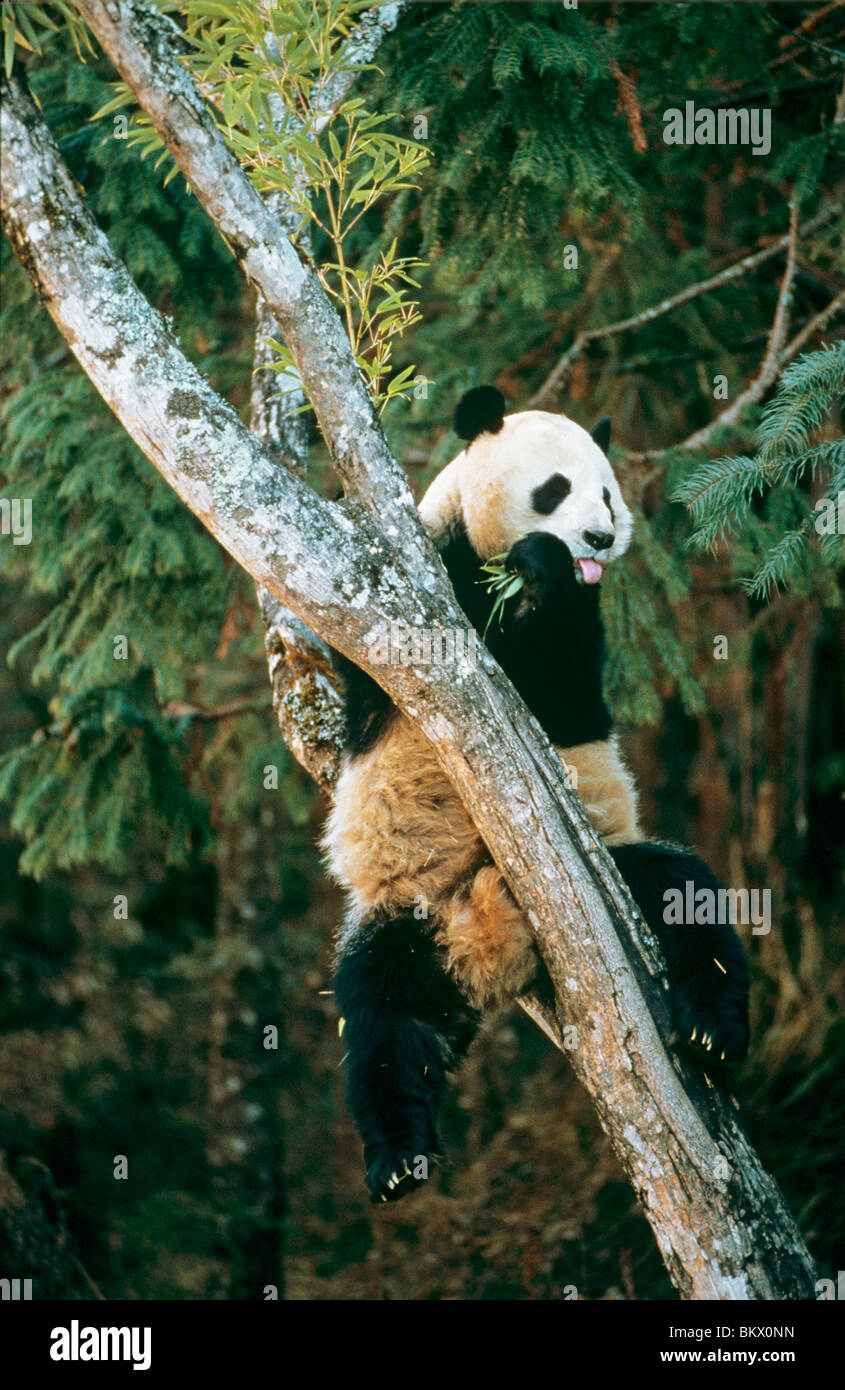 Giant Panda in tree munching / Ailuropoda melanoleuca Stock Photo - Alamy