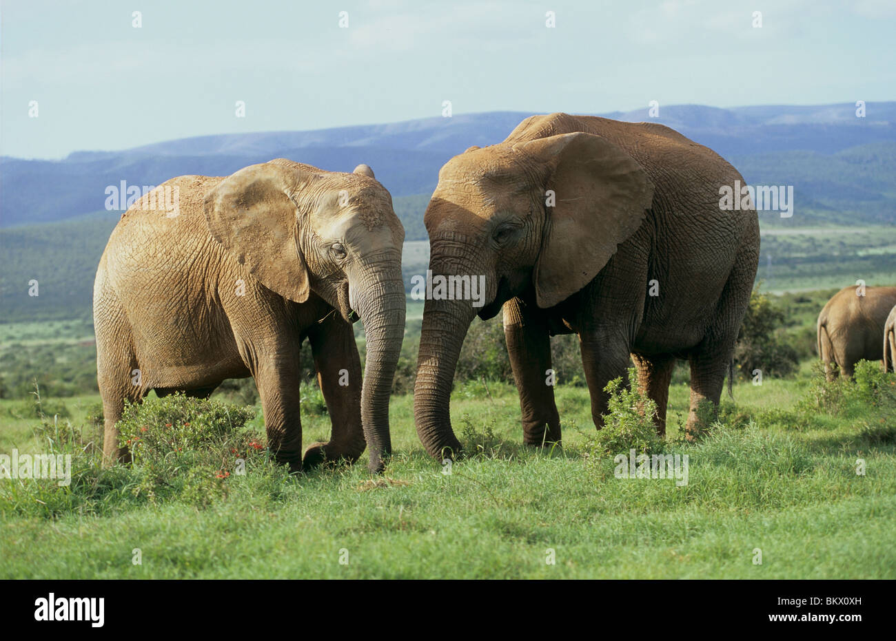 two African Elephants meadow / Loxodonta africana Stock Photo - Alamy