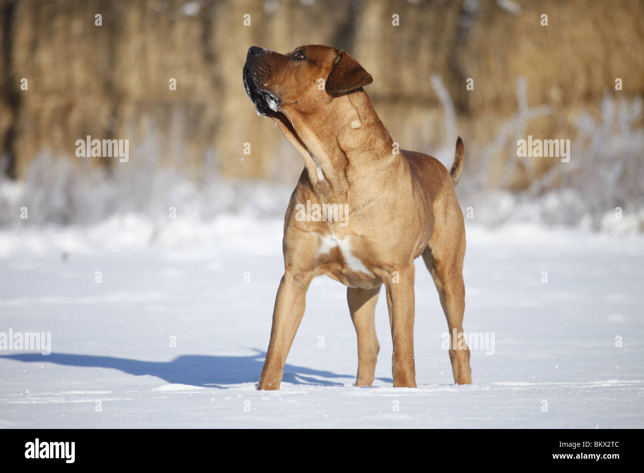 Tosa hund hi-res stock photography and images - Alamy