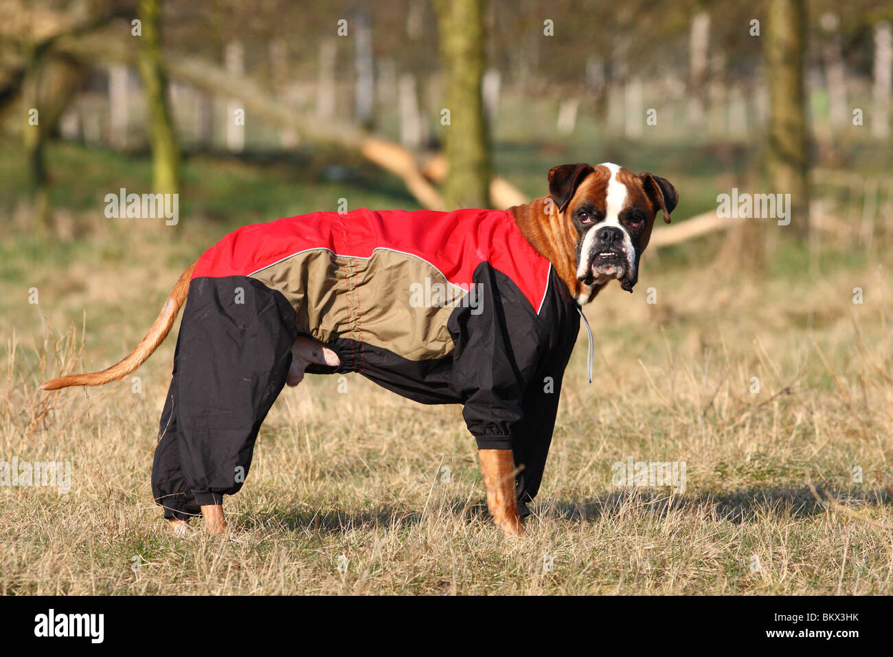 Boxer with raincoat Stock Photo Alamy