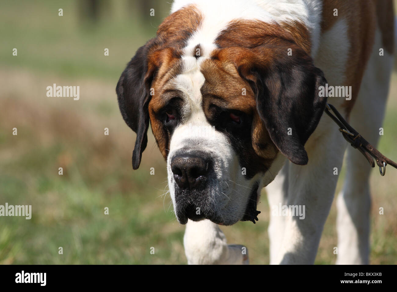 Shorthaired Saint Bernard Stock Photo 29462479 Alamy