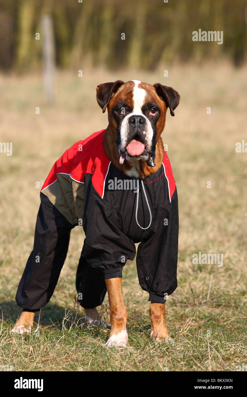 boxer dog raincoat