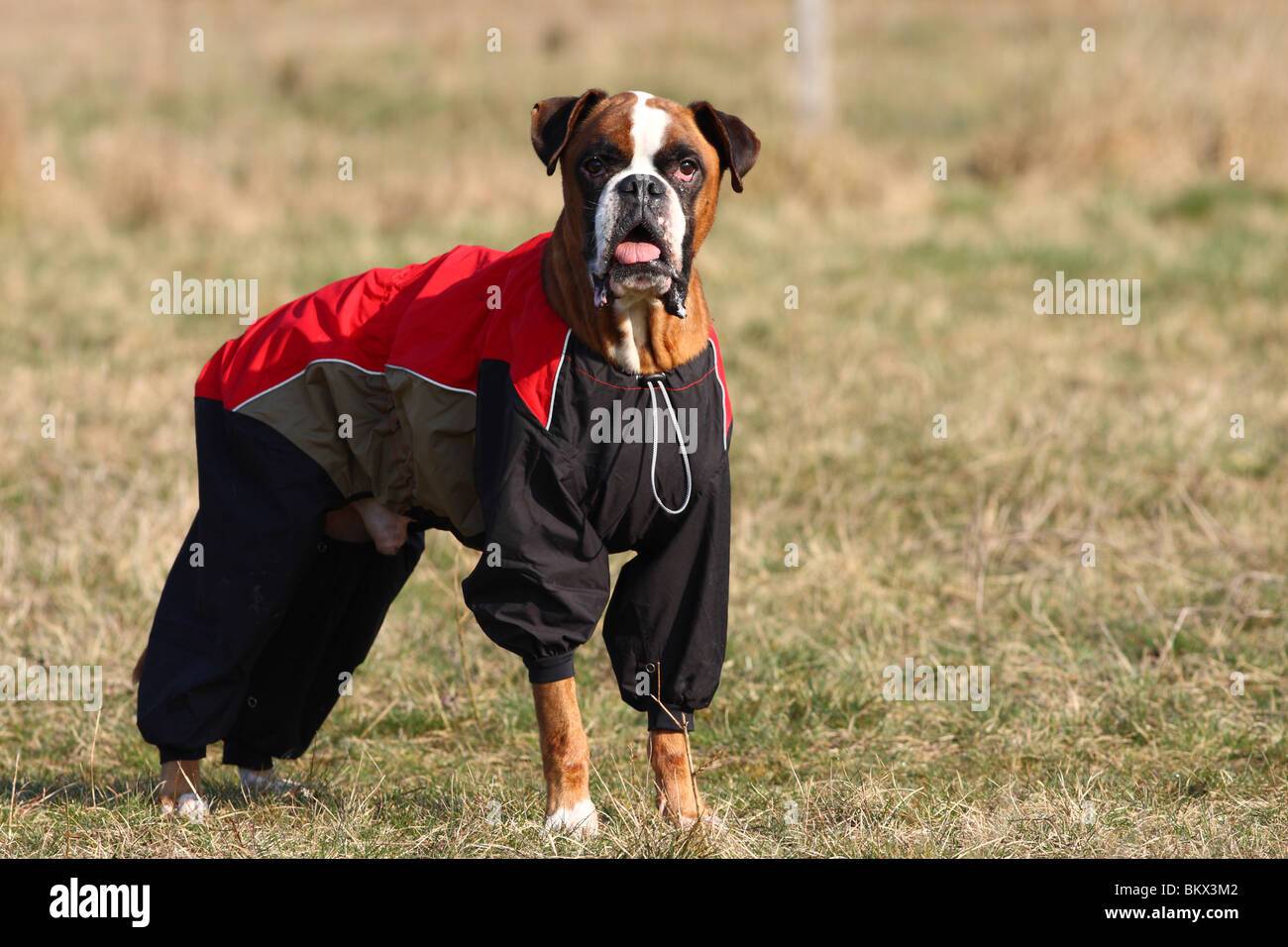 boxer dog raincoat