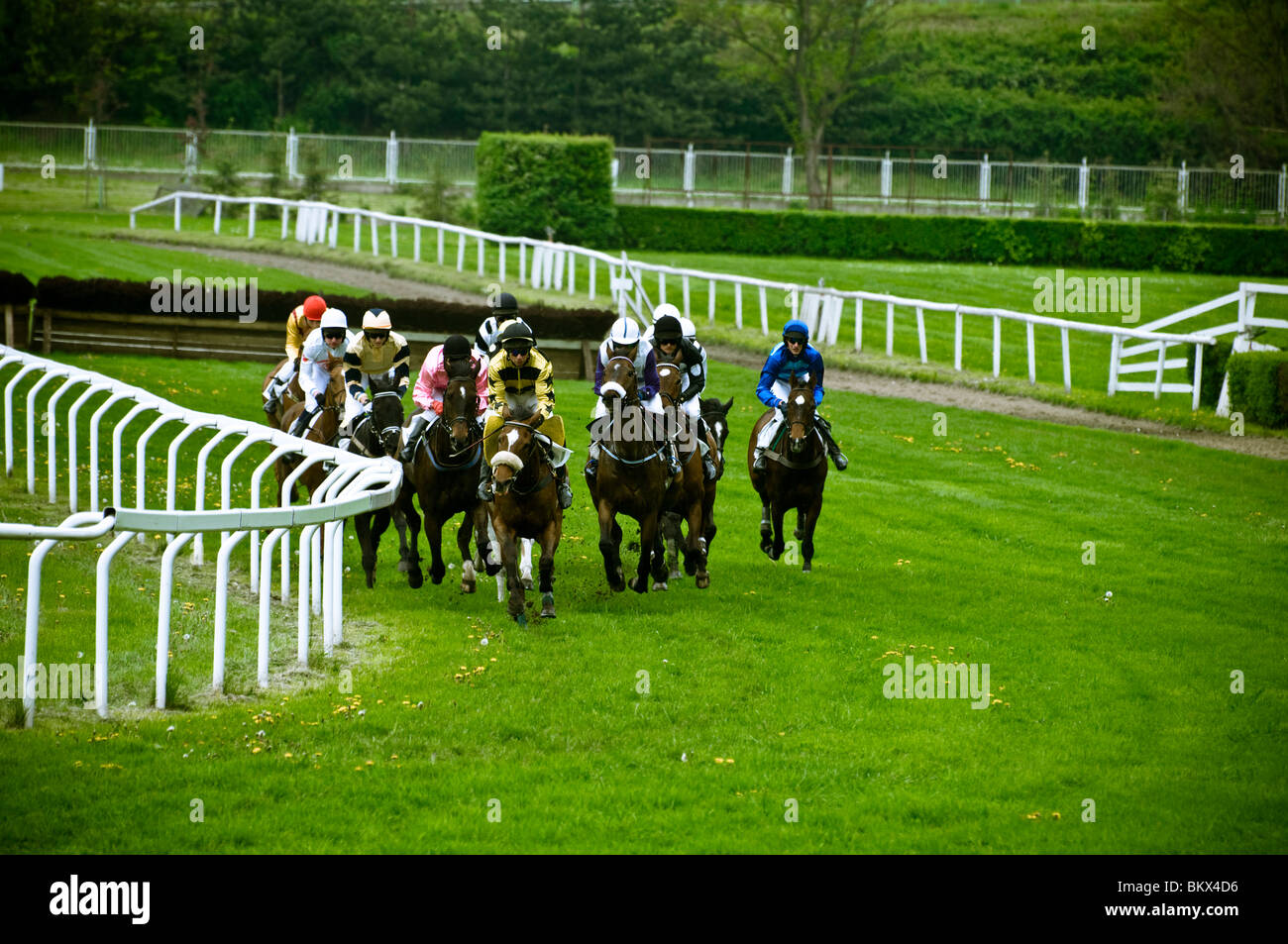 steeplechase horse race final sprint Stock Photo Alamy