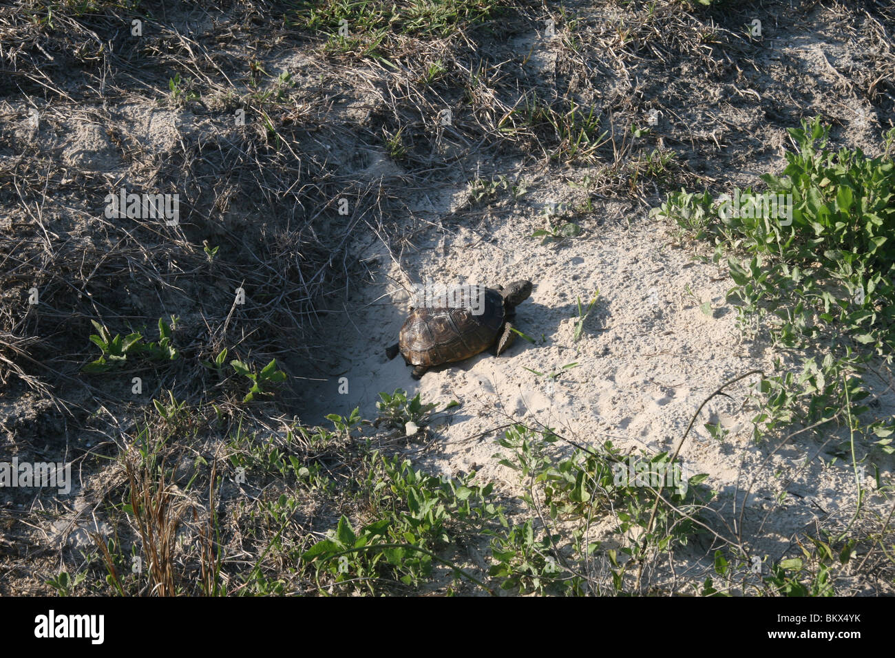 Gopher tortoise (Gopherus) sunning itself outside of burrow in a sand ...