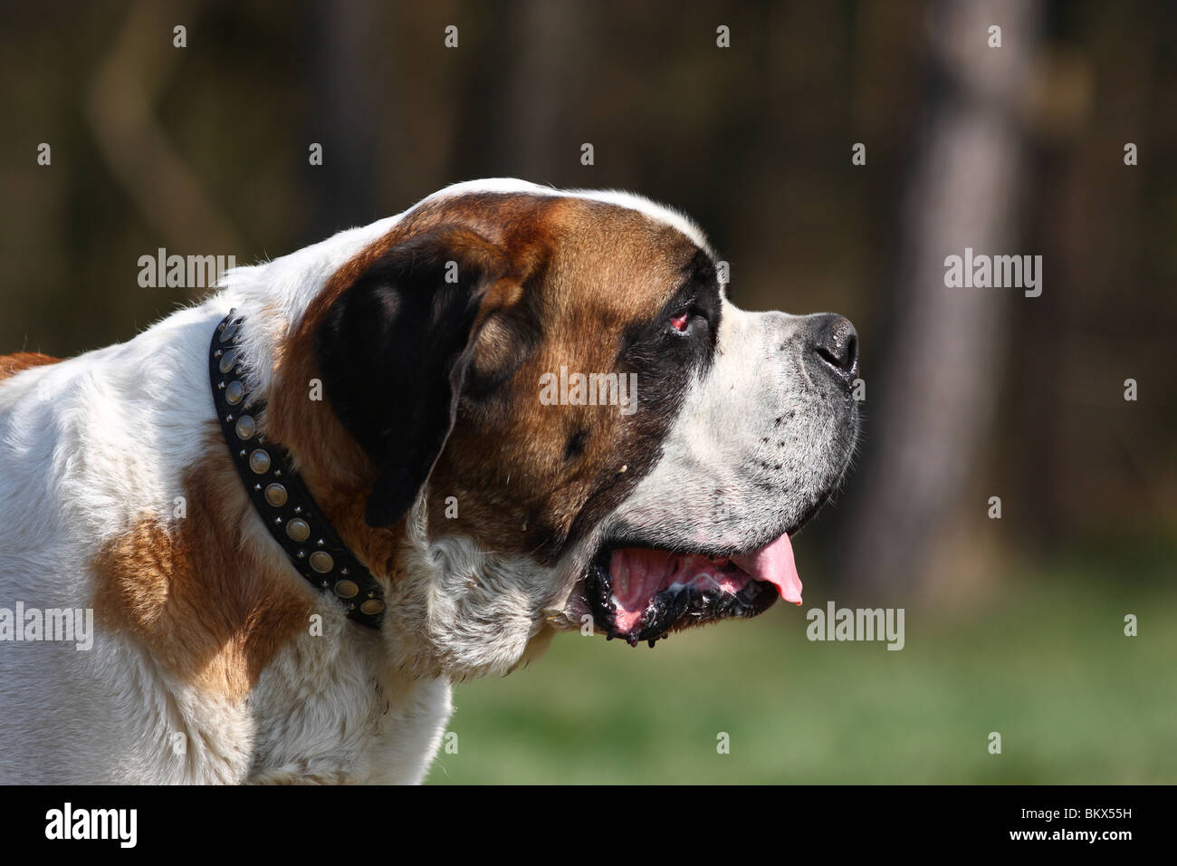 Shorthaired Saint Bernard Stock Photo - Alamy