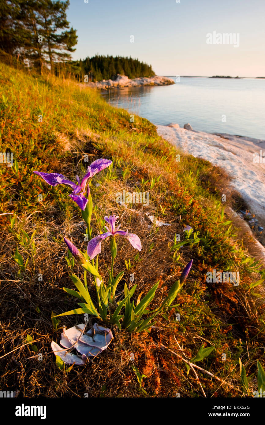 A blue flag iris on the coast of Maine's Great Wass Island near Jonesport. Nature Conservancy preserve. Stock Photo