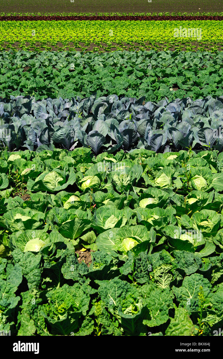 Vegetable plots with various types of cabbage, vegetable-growing area Grosses Moos, Seeland region, Switzerland Stock Photo