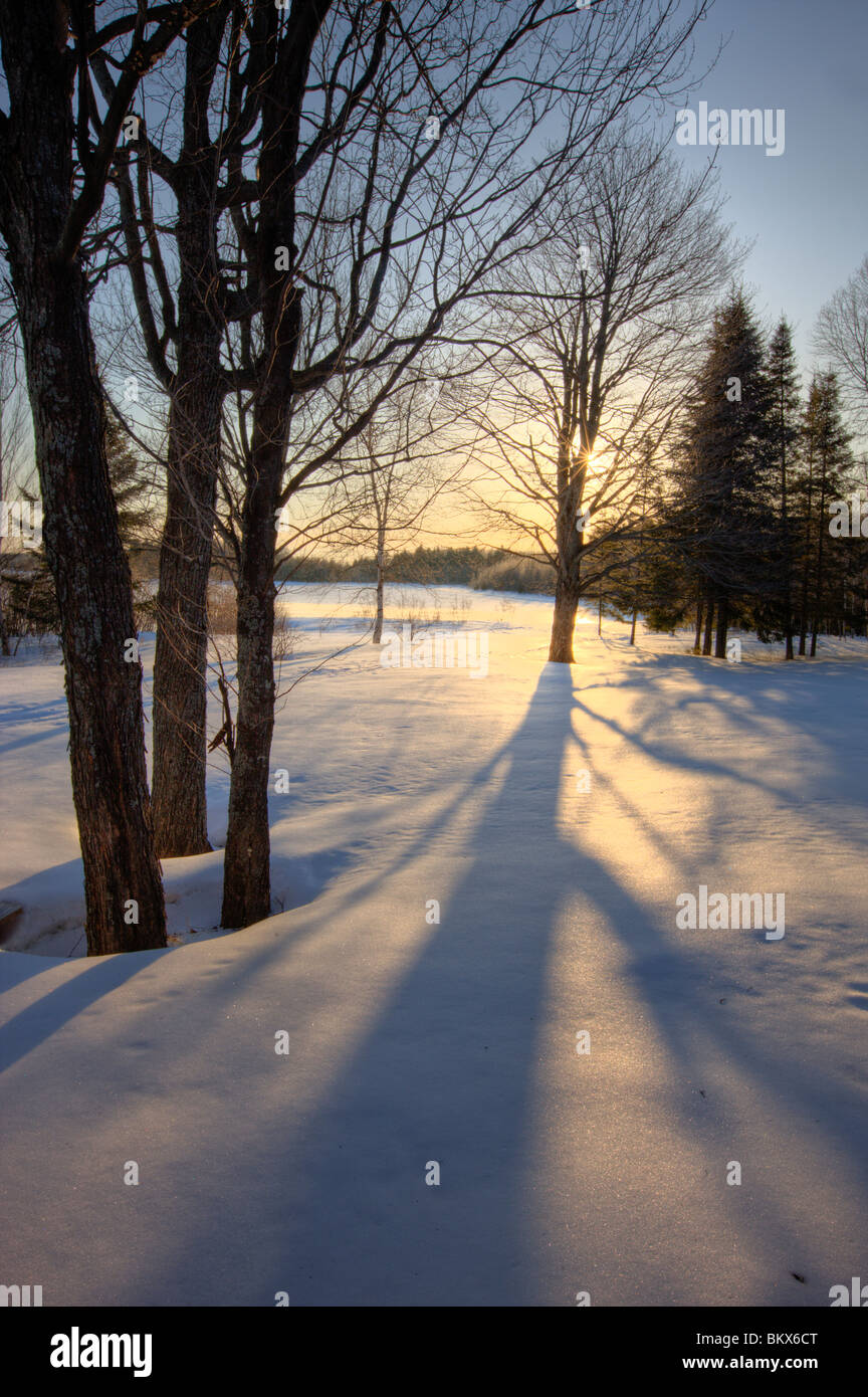 Trees, snow, and shadows at Medawisla Wilderness Camps near Greenville, Maine. Winter. Stock Photo