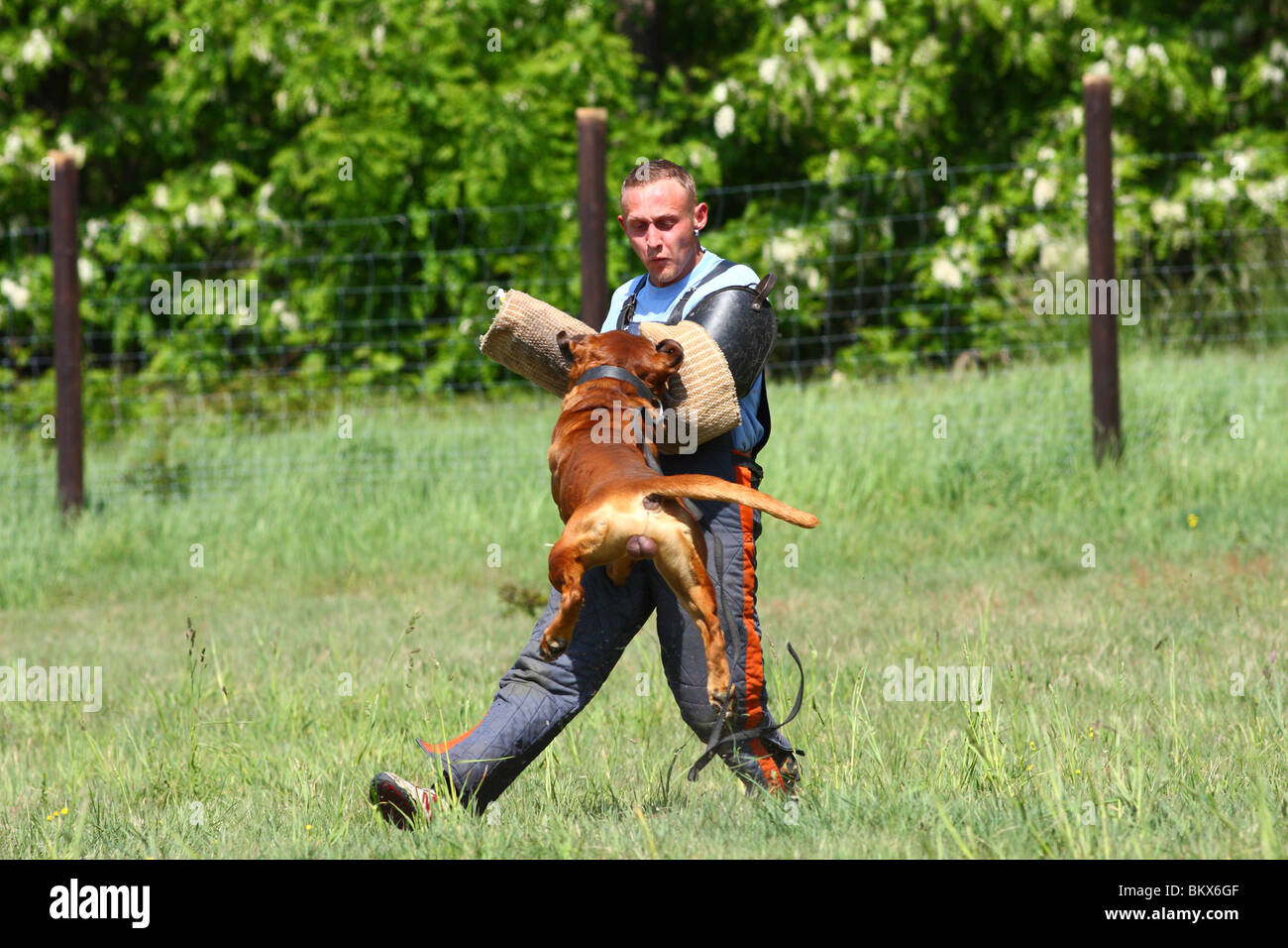 guard dog education Stock Photo Alamy