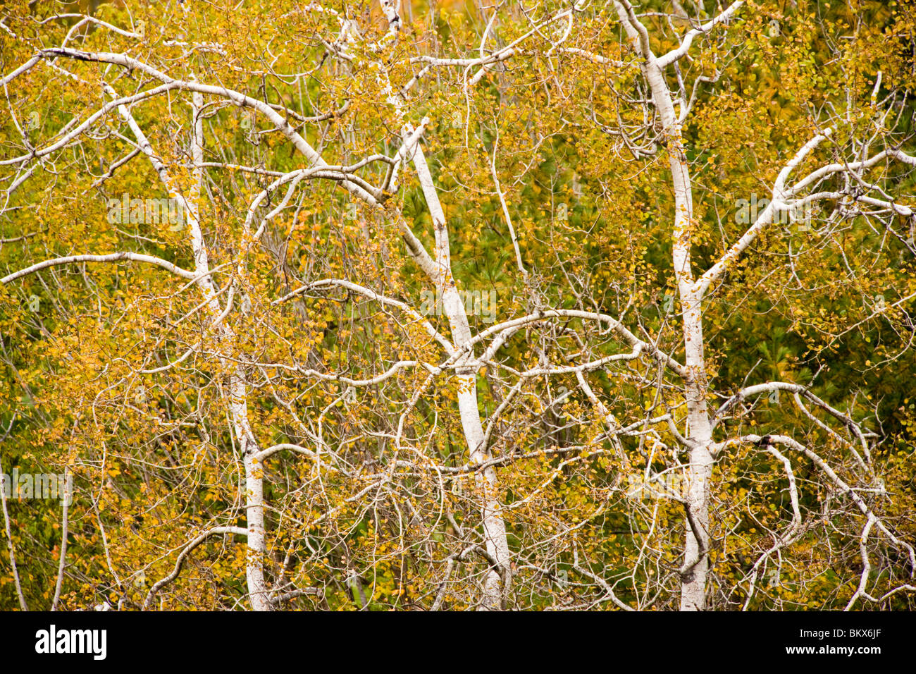 Quaking aspen trees, Populus tremuloides, on the edge of a hay field on a farm in Scarborough, Maine.  Fall. Stock Photo