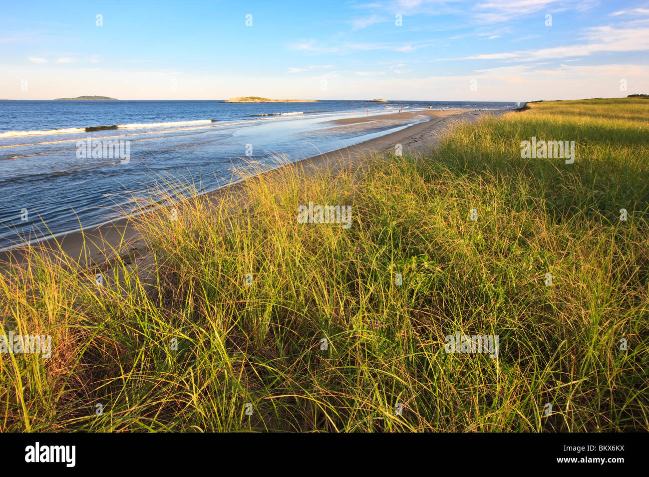 Dune grass and the beach at Popham Beach State Park in Phippsburg, Maine. Stock Photo