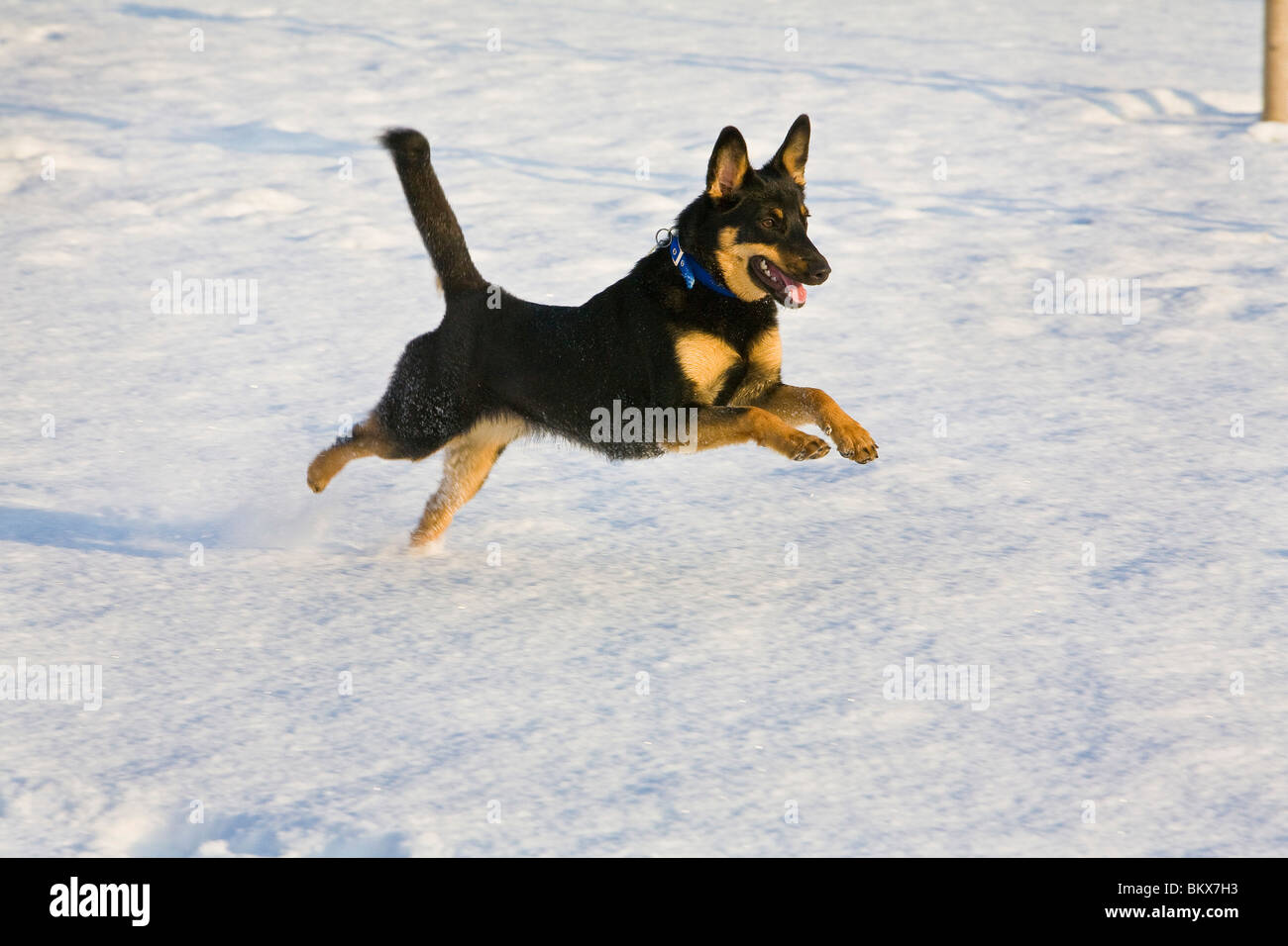 sheepdog in action