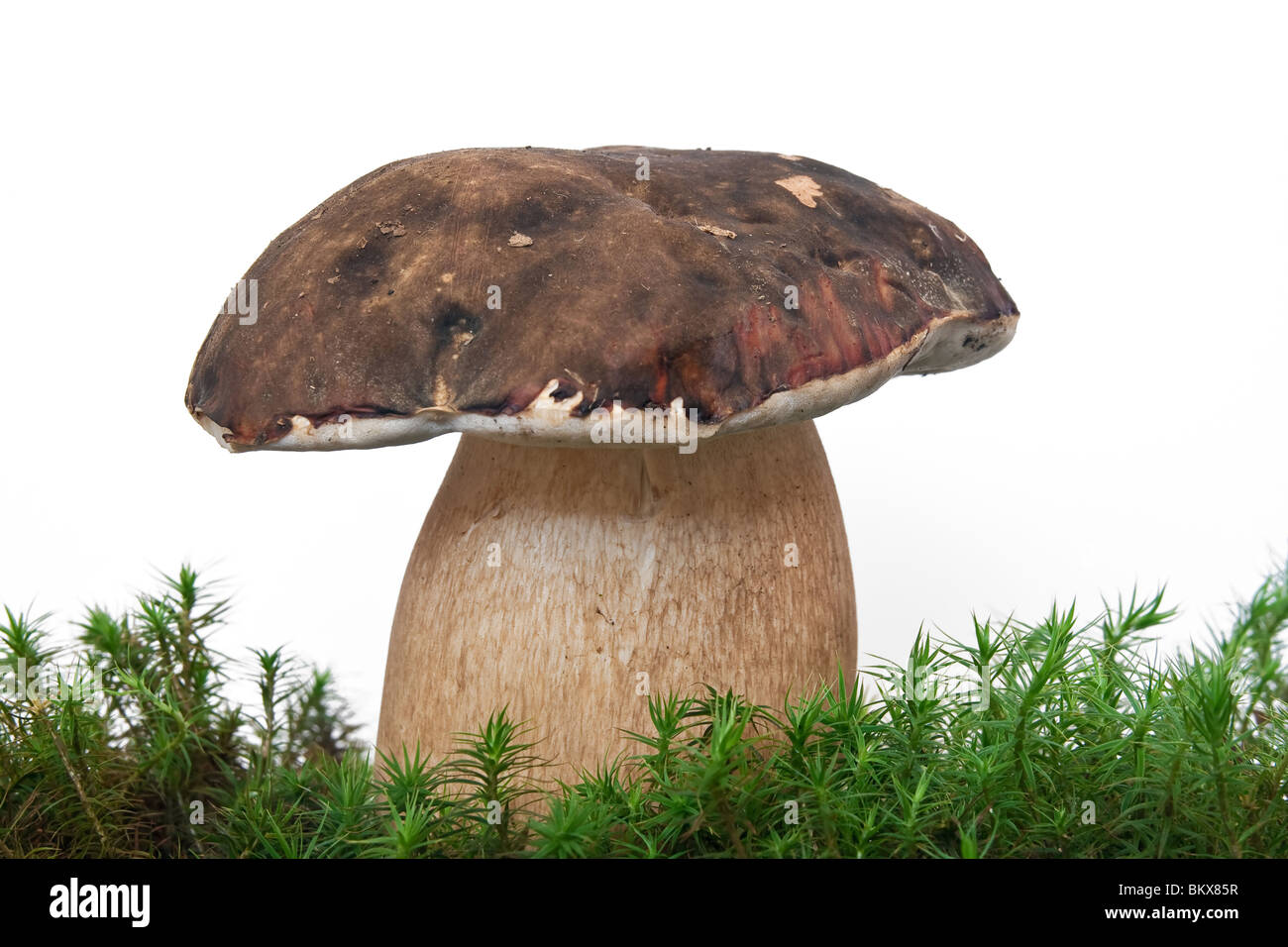 one boletus aereus on musk isolated on white background Stock Photo Alamy