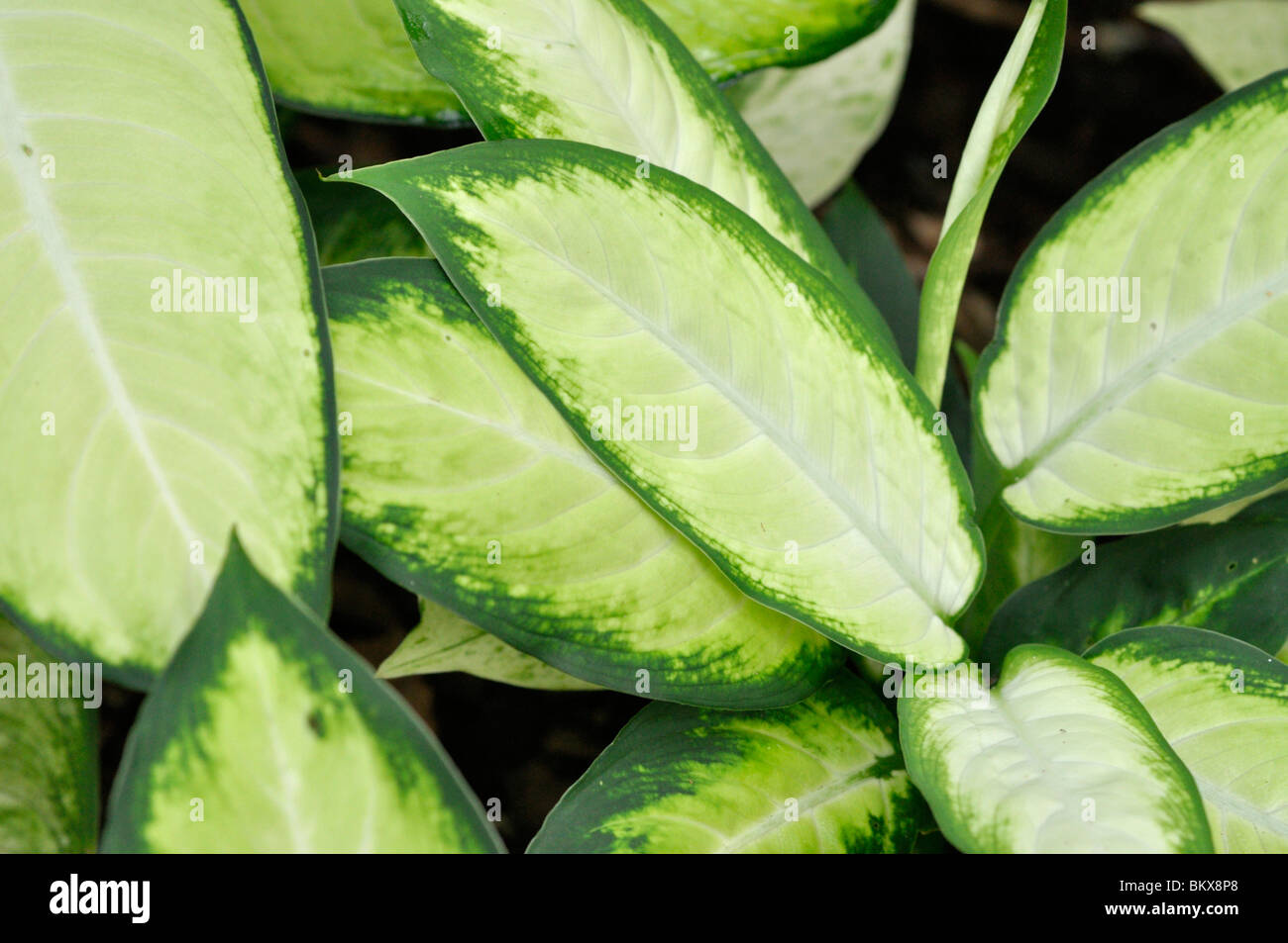 Dieffenbachia maculata 'Kamilla' Stock Photo