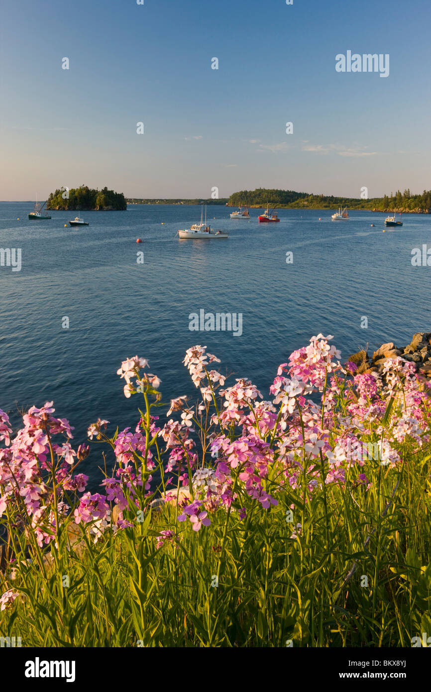 Phlox bloom on the shoreline of the harbor in Lubec, Maine. Stock Photo