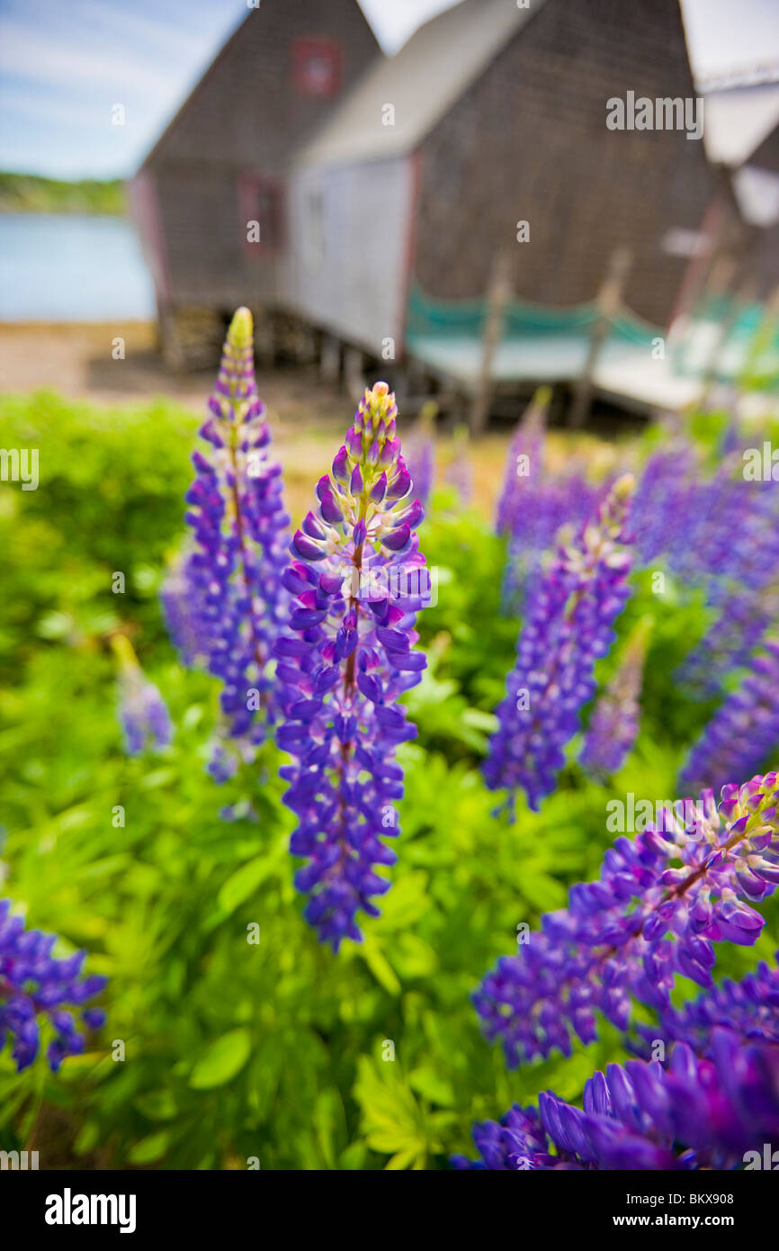 Lupines bloom in front of a historic fish cannery in Lubec, Maine Stock