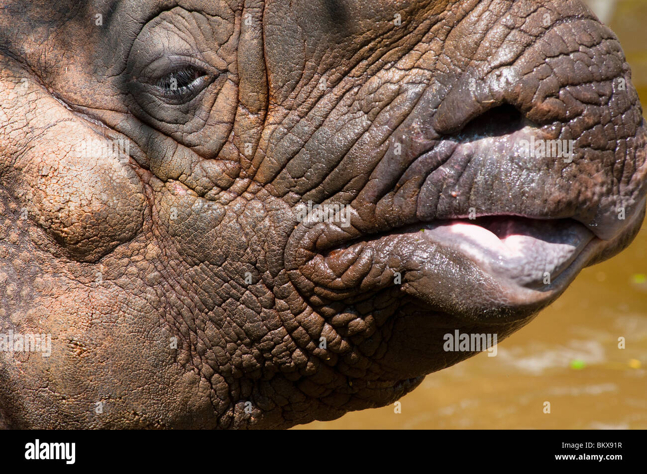 Rhino very closeup Stock Photo