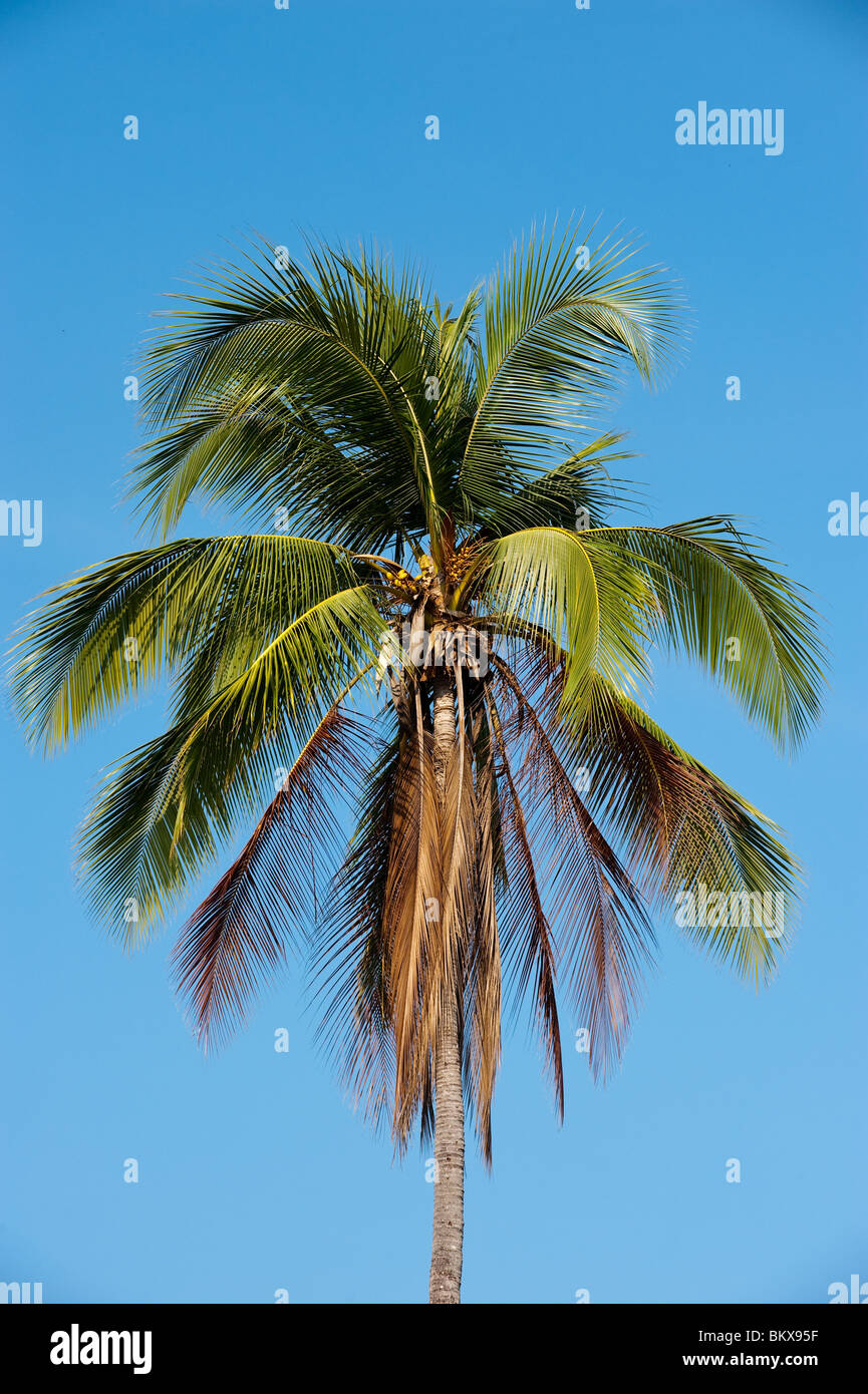 Palm tree isolated against a blue sky Stock Photo
