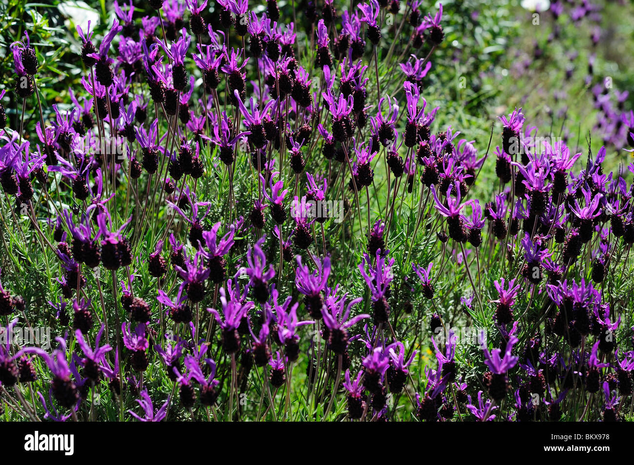 Wild heather hi-res stock photography and images - Alamy
