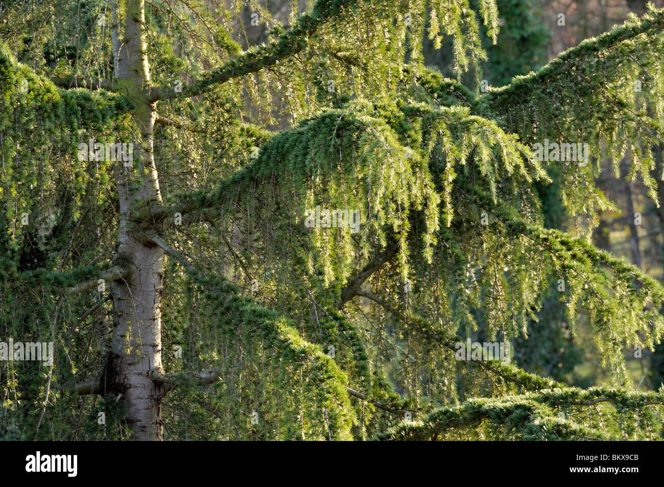 Himalayan cedar (Cedrus deodara) Stock Photo