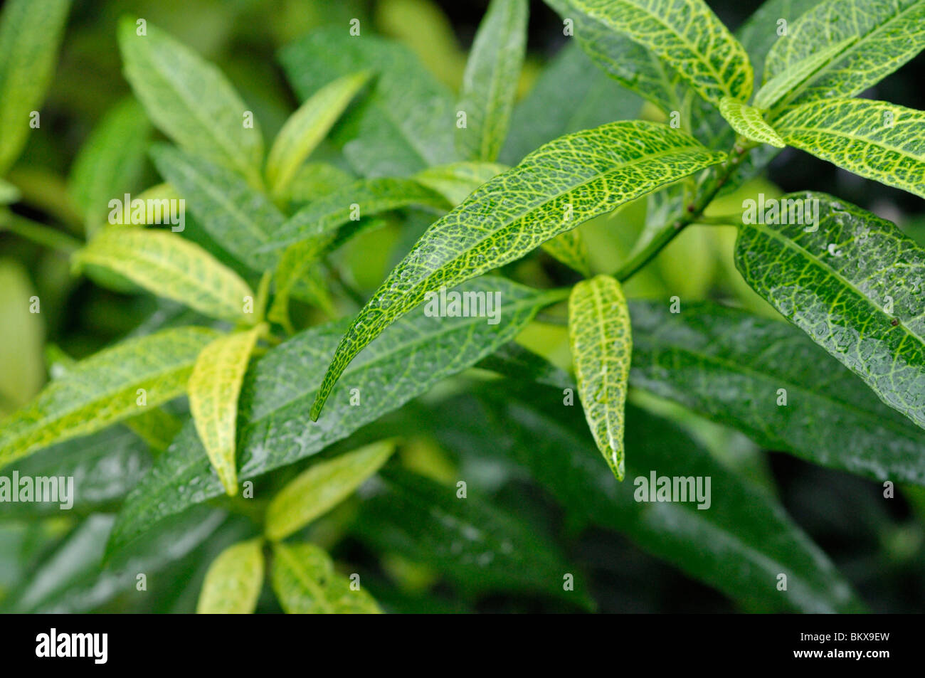 Yellow-vein eranthemum (Pseuderanthemum reticulatum) Stock Photo