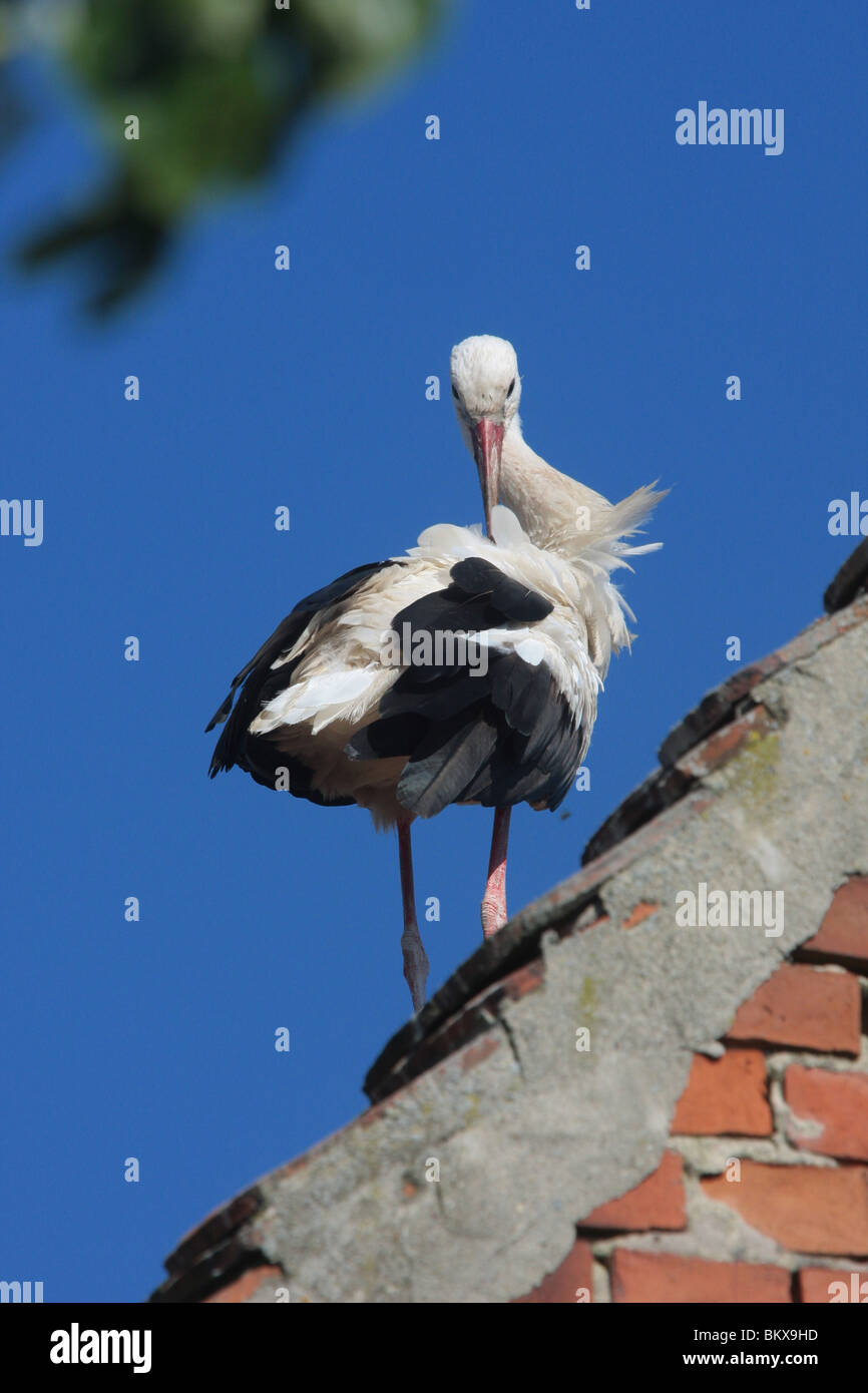 white stork Stock Photo
