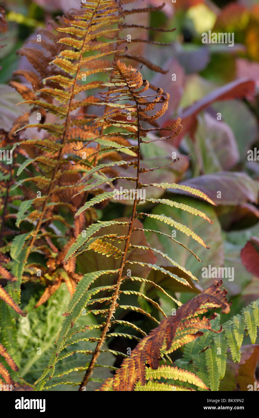 Common male fern (Dryopteris filix-mas) Stock Photo