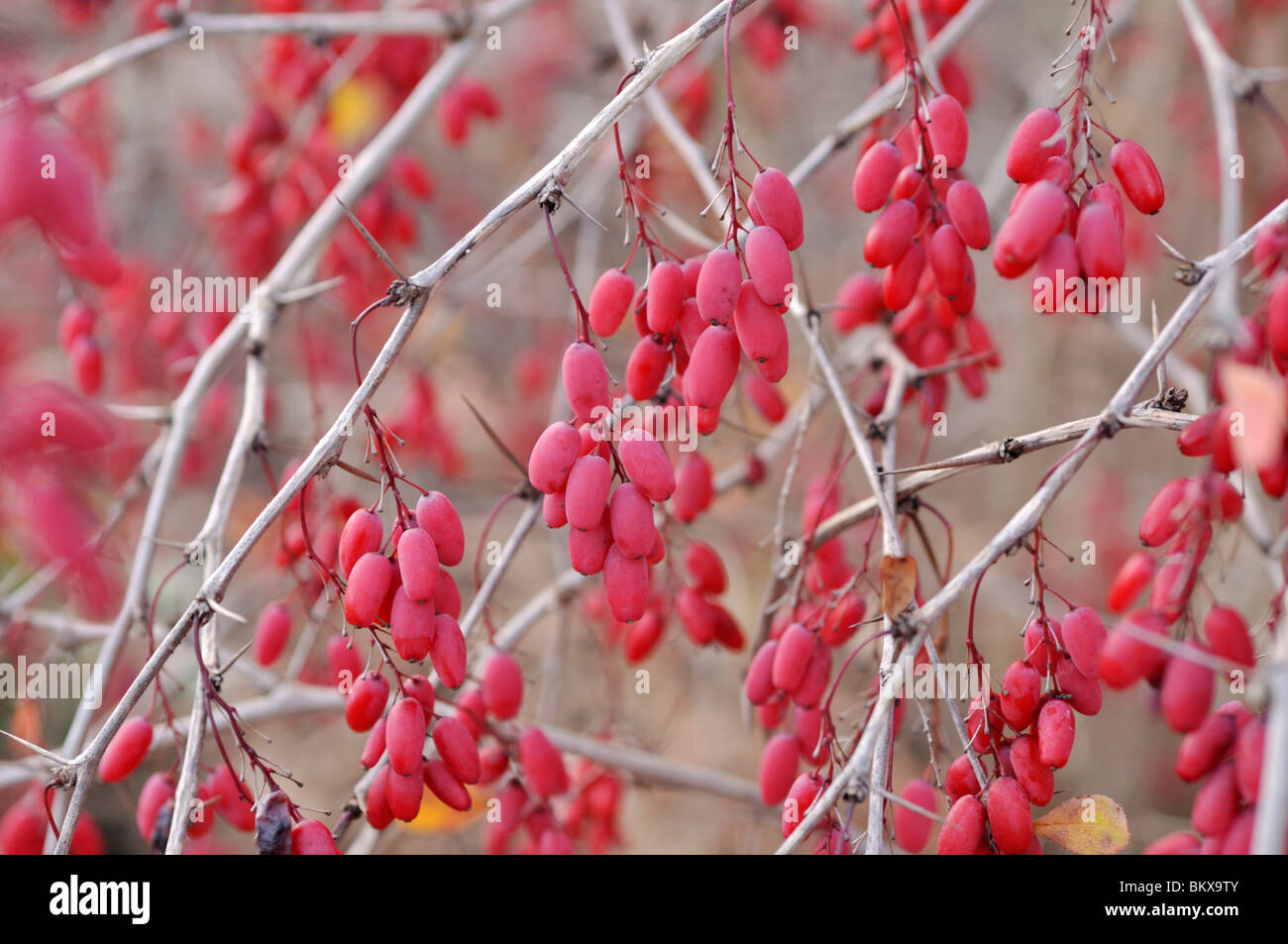 Variberry Common barberry (Berberis vulgaris Stock Photo - Alamy