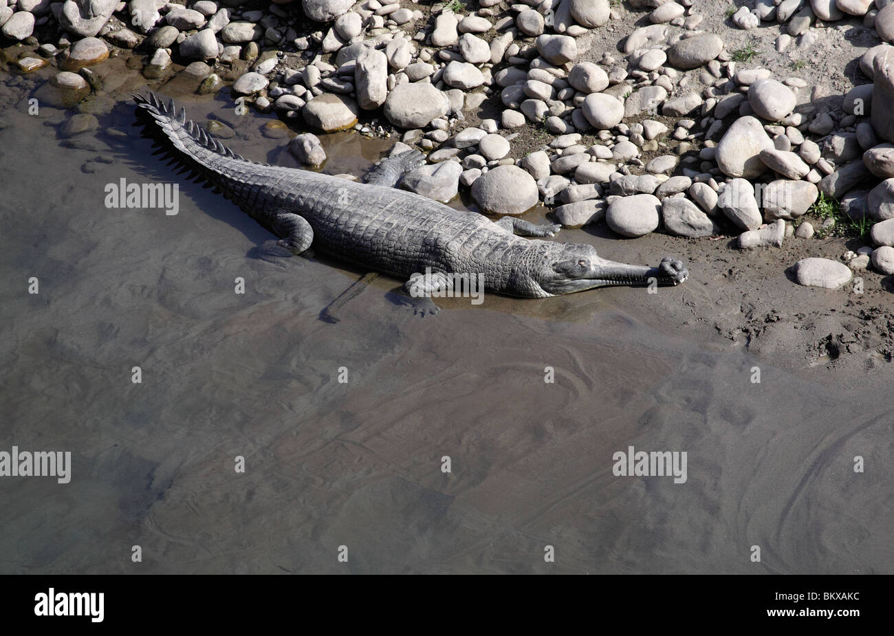 Indian Gharial Crocodile, Gavialis gangeticus, Corbett NP, India Stock Photo