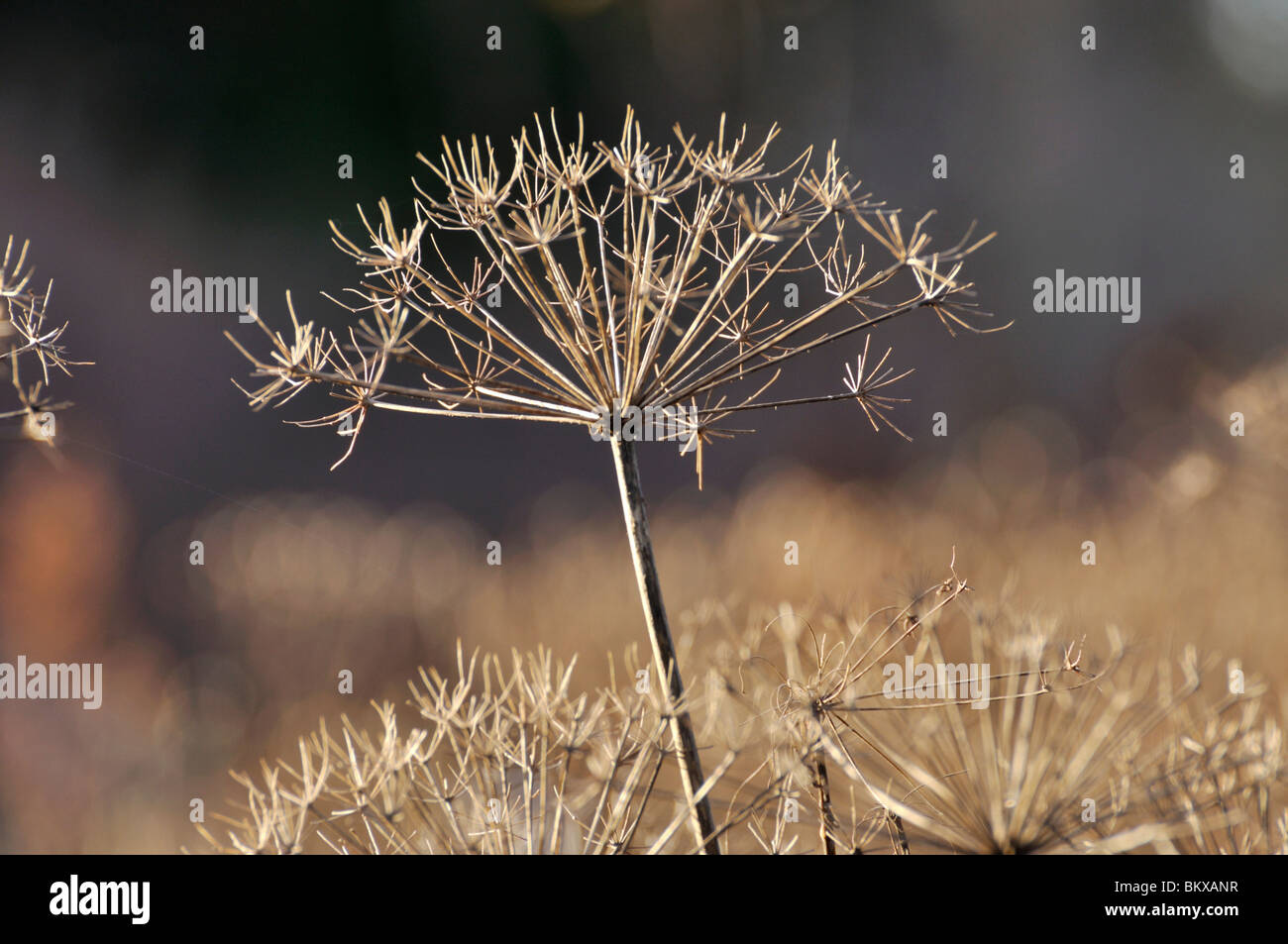 Laserpitium siler Stock Photo