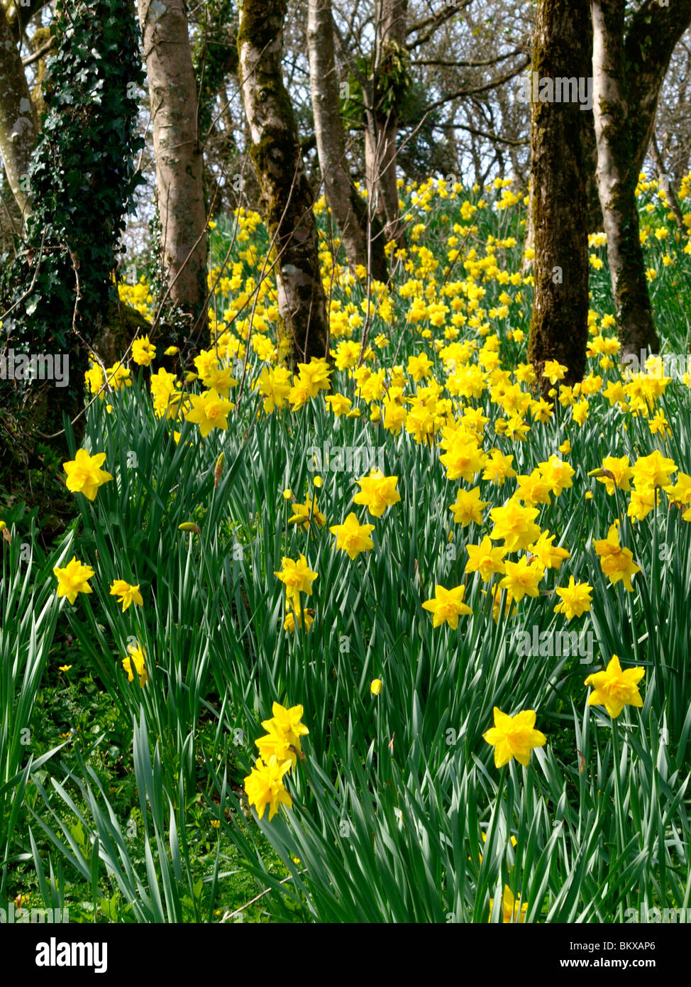 Daffodils in woodland Stock Photo