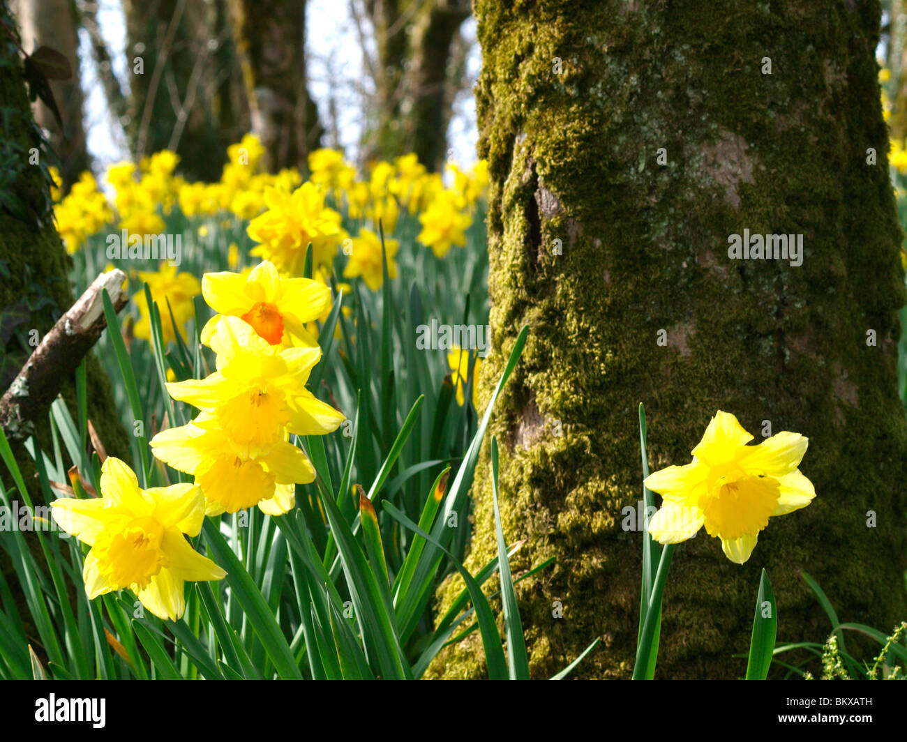 Daffodils under tree hires stock photography and images Alamy