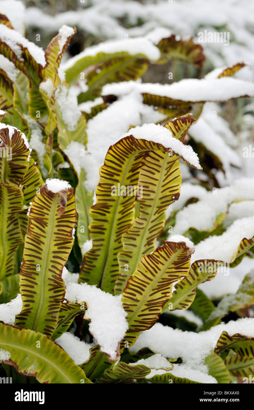 Hart's tongue fern (Asplenium scolopendrium syn. Phyllitis scolopendrium) Stock Photo