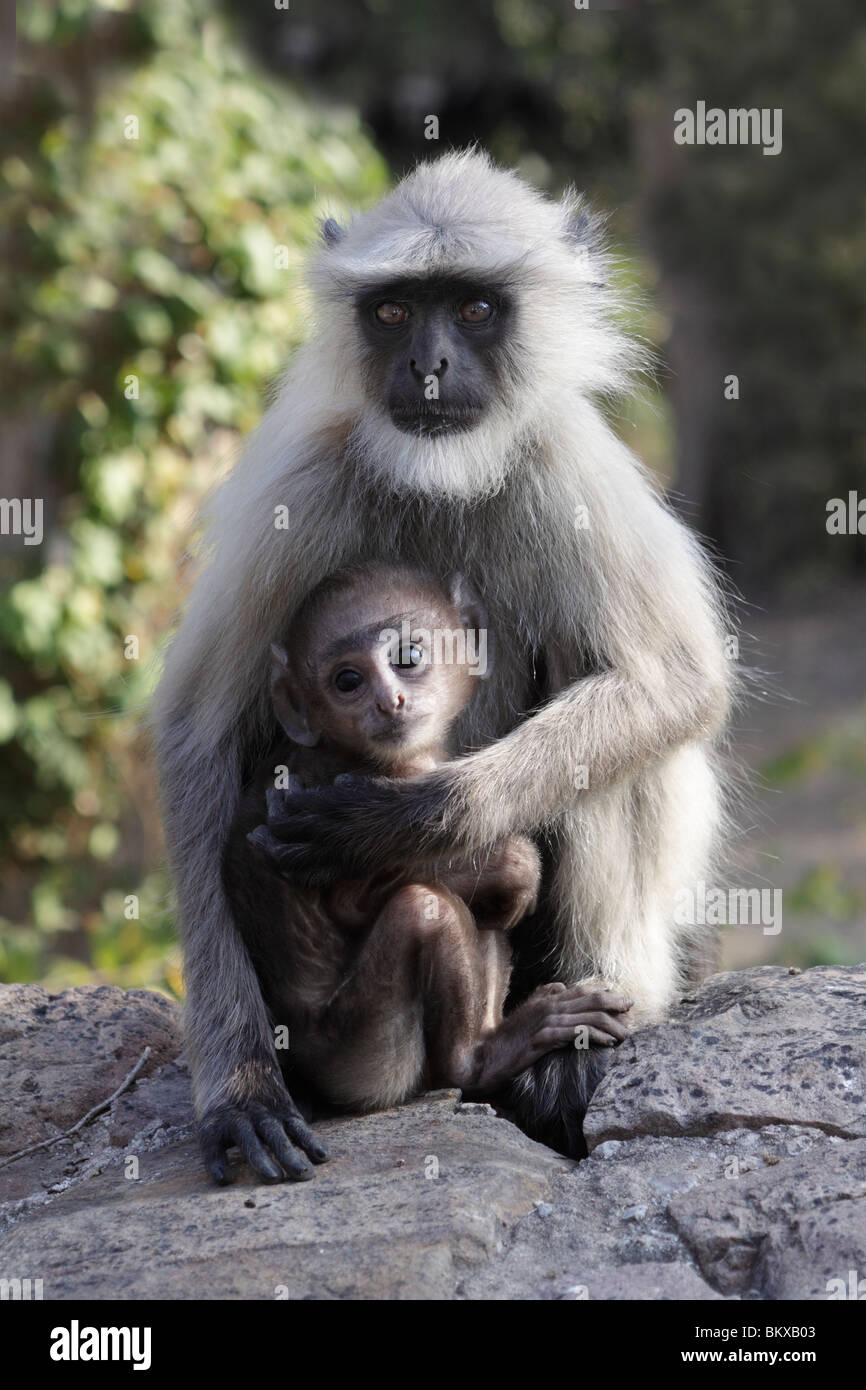 Langur Monkey, Semnopithecus, India Stock Photo