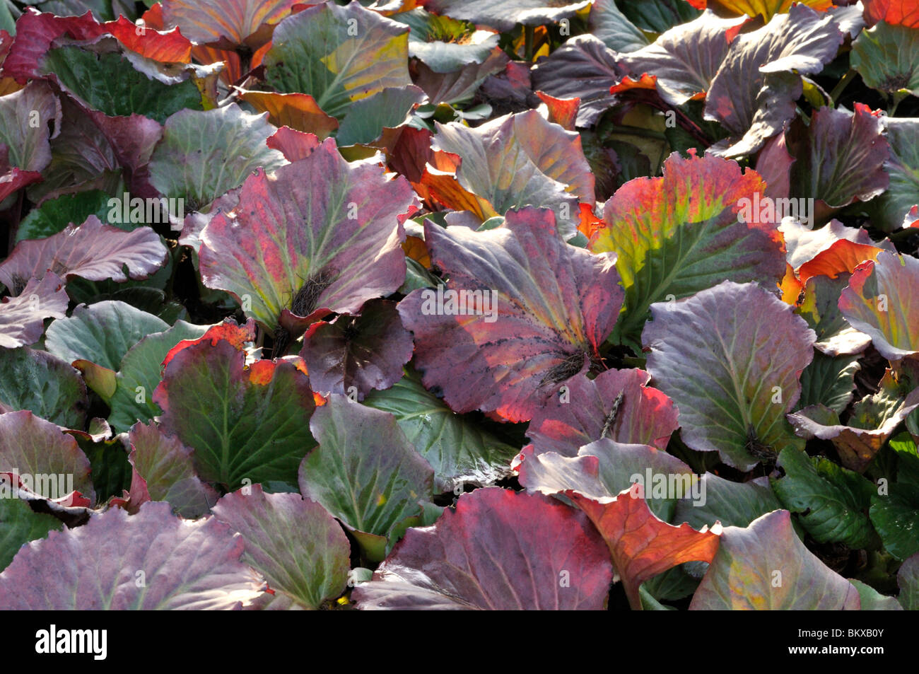Heart leaf bergenia (Bergenia cordifolia) Stock Photo